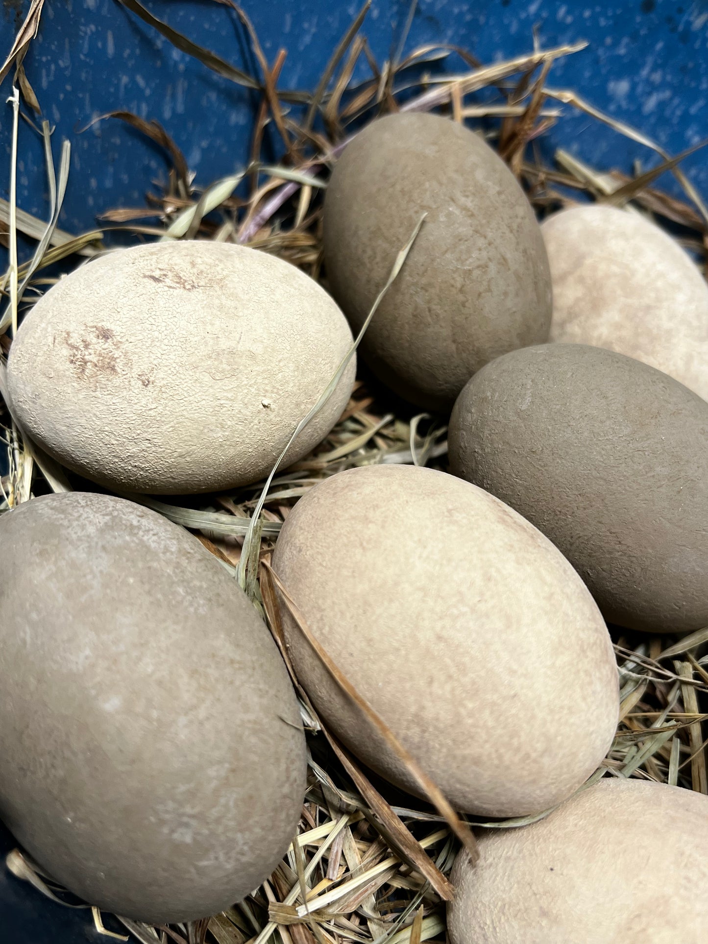 Eggs & Grass, Set/8, CREAM & BROWN