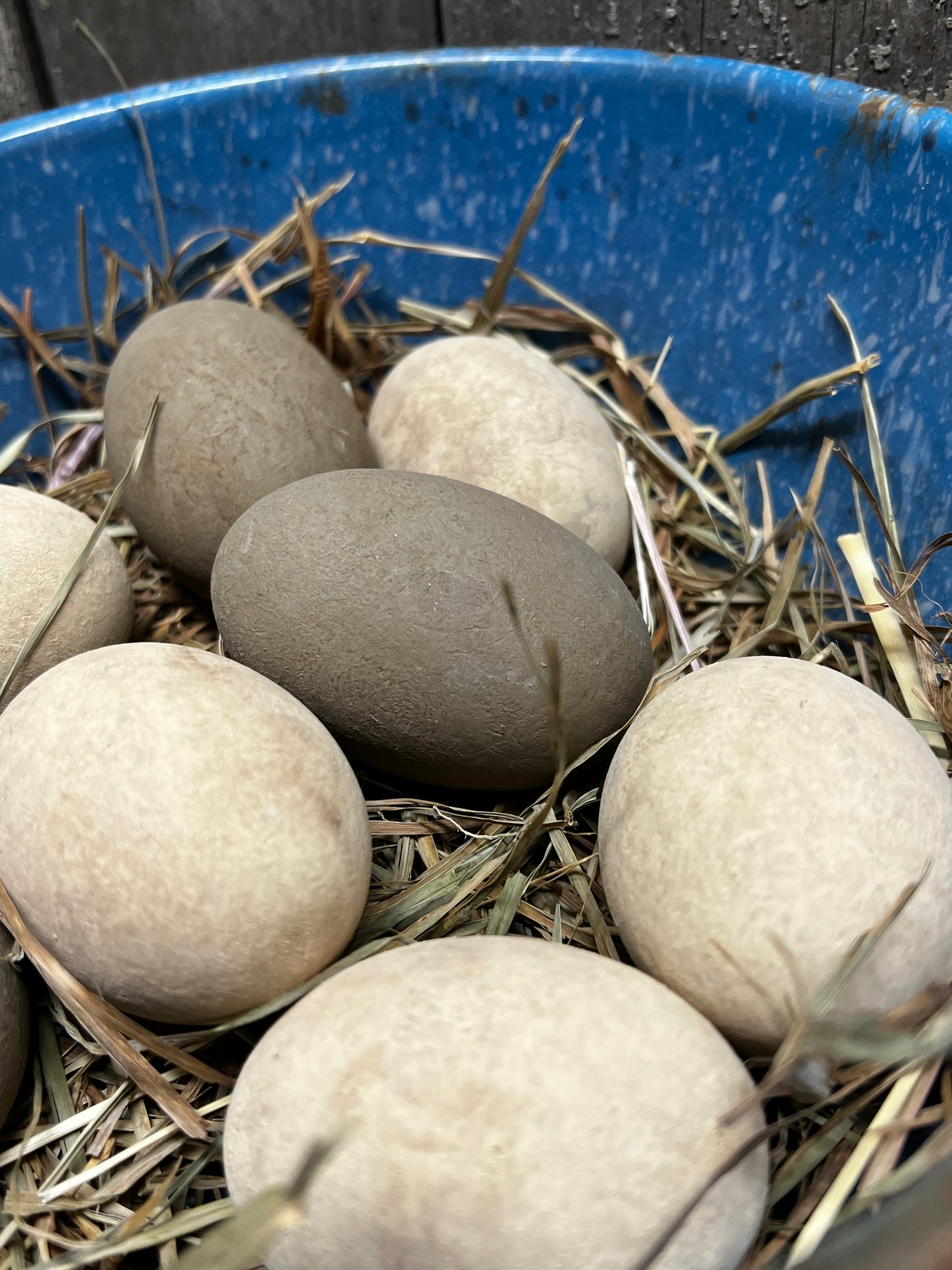 Eggs & Grass, Set/8, CREAM & BROWN