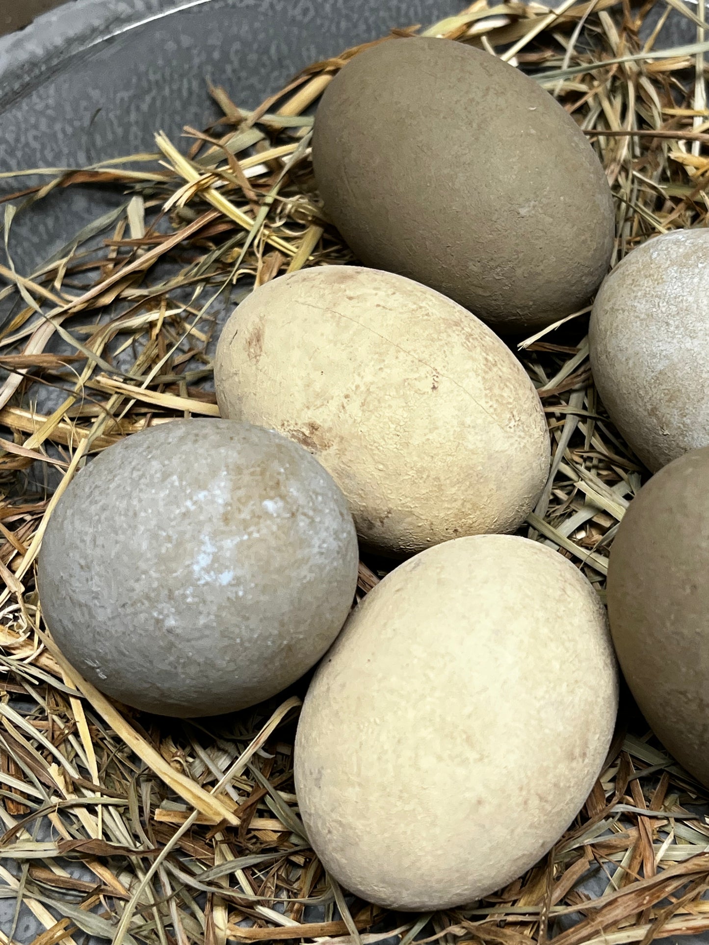 Eggs & Grass, Set/6, CREAM or CREAM/BROWN/BLUE