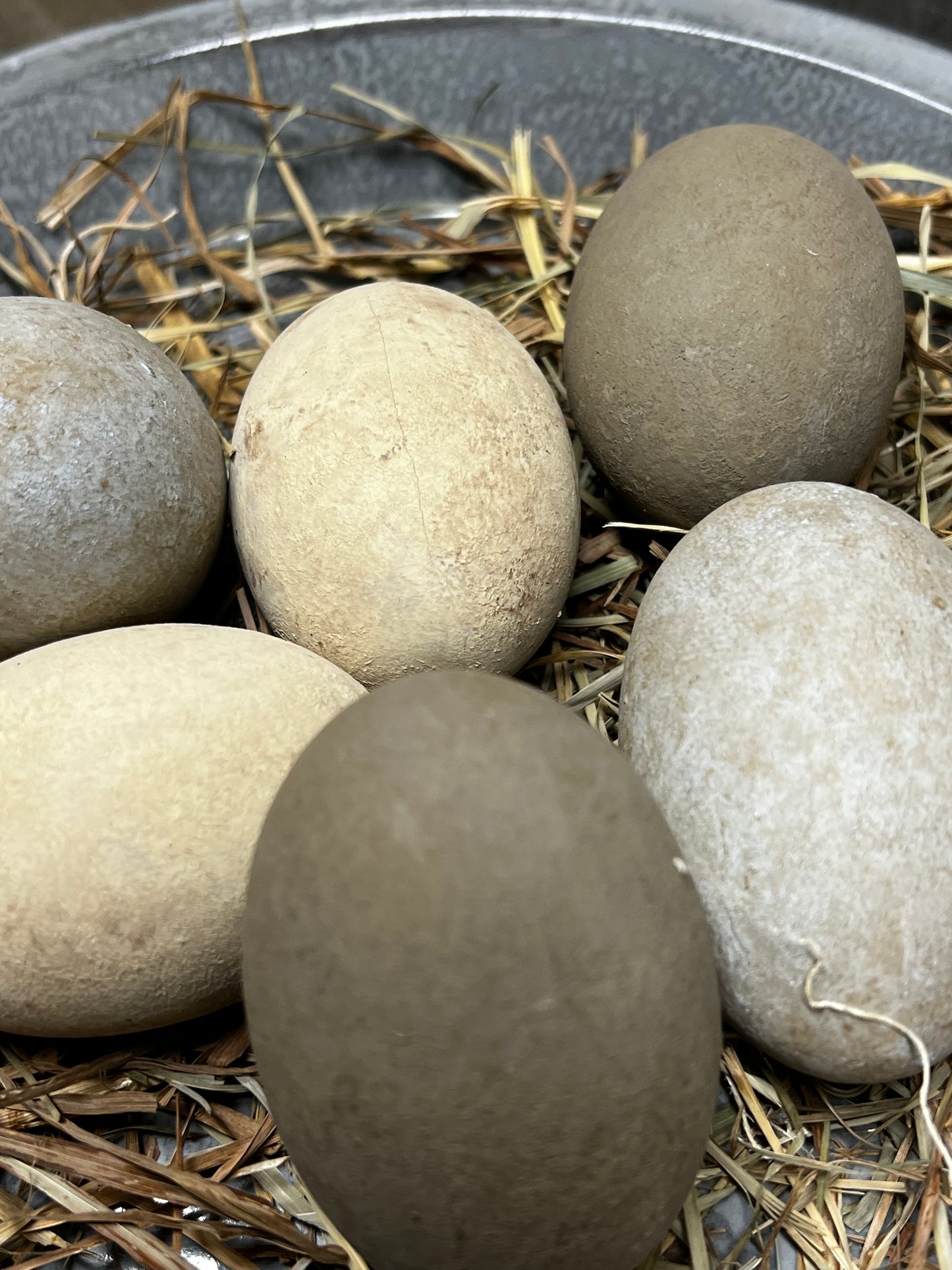 Eggs & Grass, Set/6, CREAM or CREAM/BROWN/BLUE