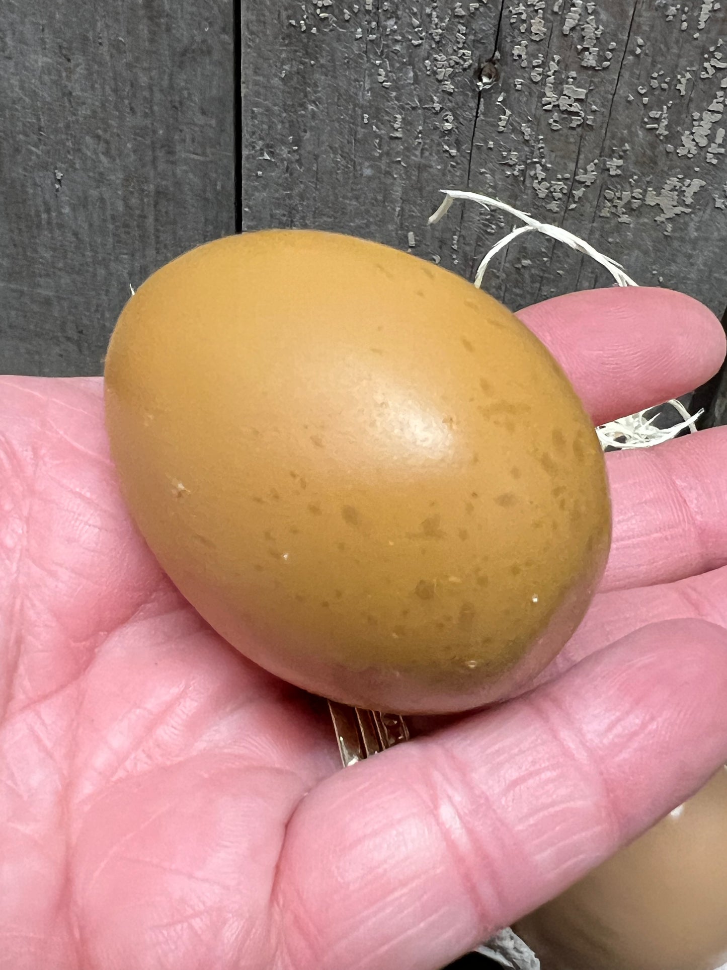 EGGS, SET/6, Resin, MIXED or SOLID
