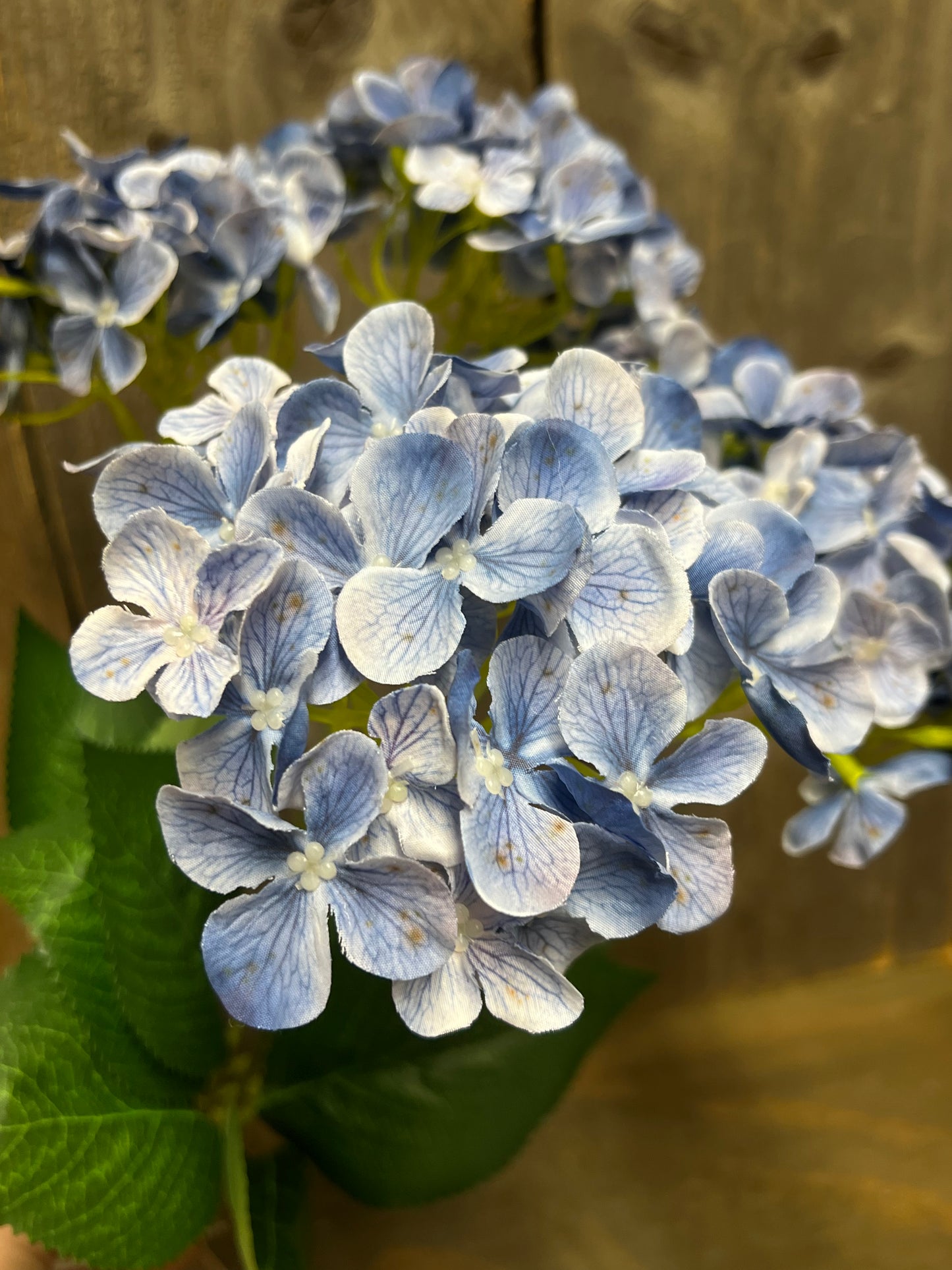 Bush, HYDRANGEA, WHITE, PINK or BLUE