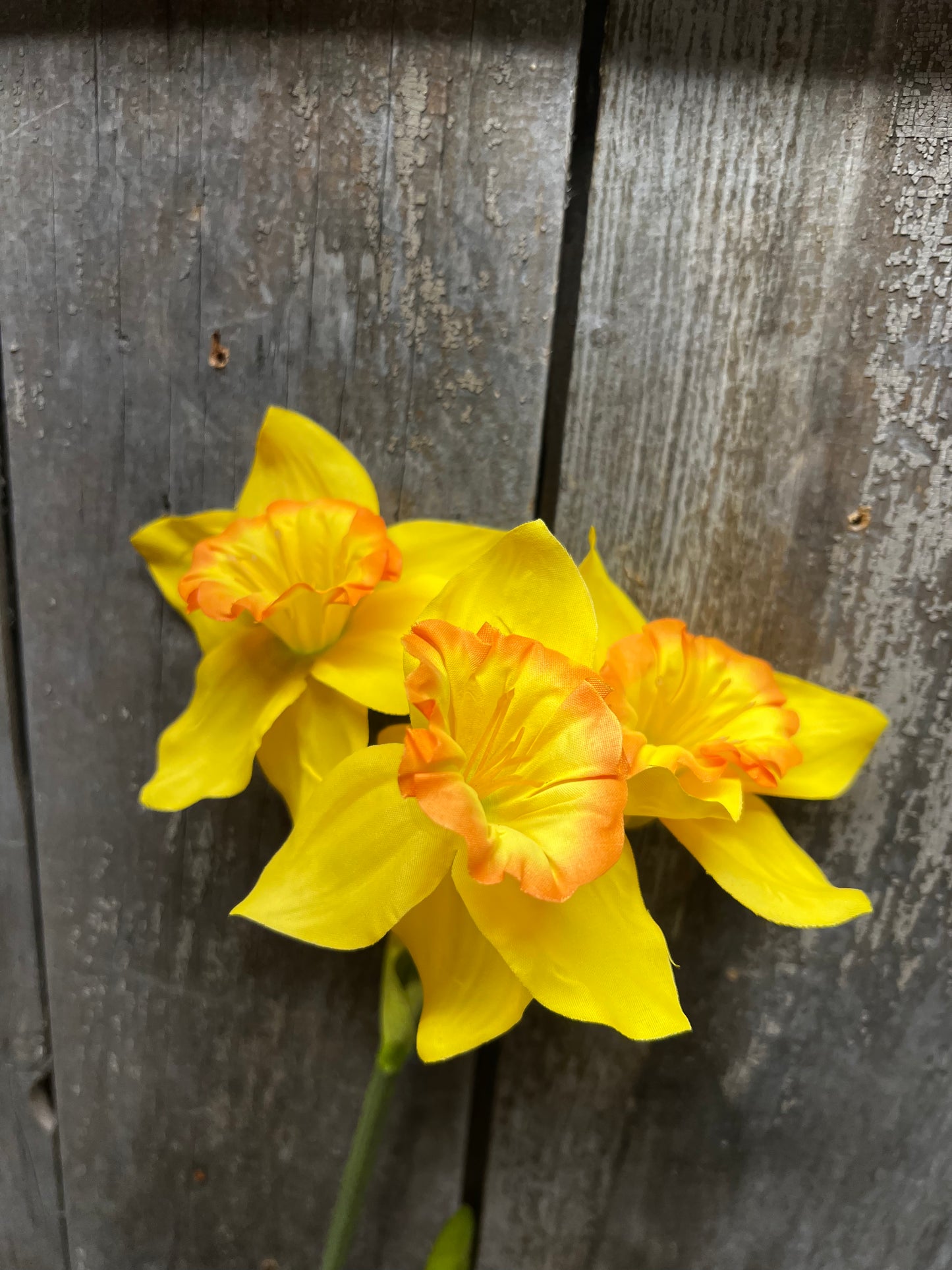 Pick, 26", DOUBLE DAFFODILS