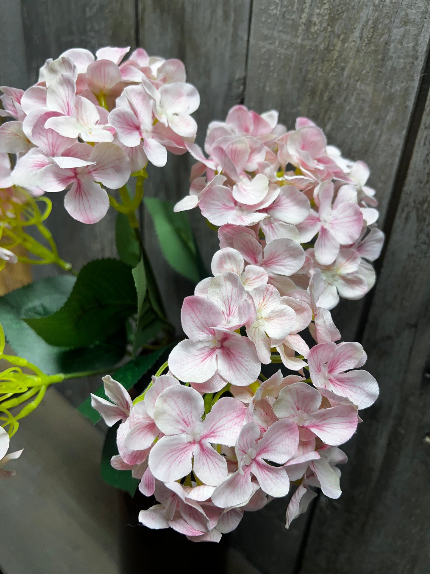 Bush, HYDRANGEA, WHITE, PINK or BLUE