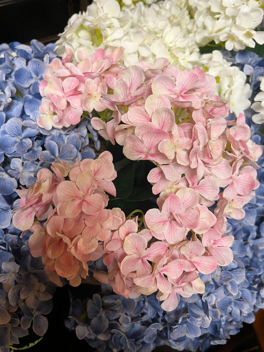 Bush, HYDRANGEA, WHITE, PINK or BLUE