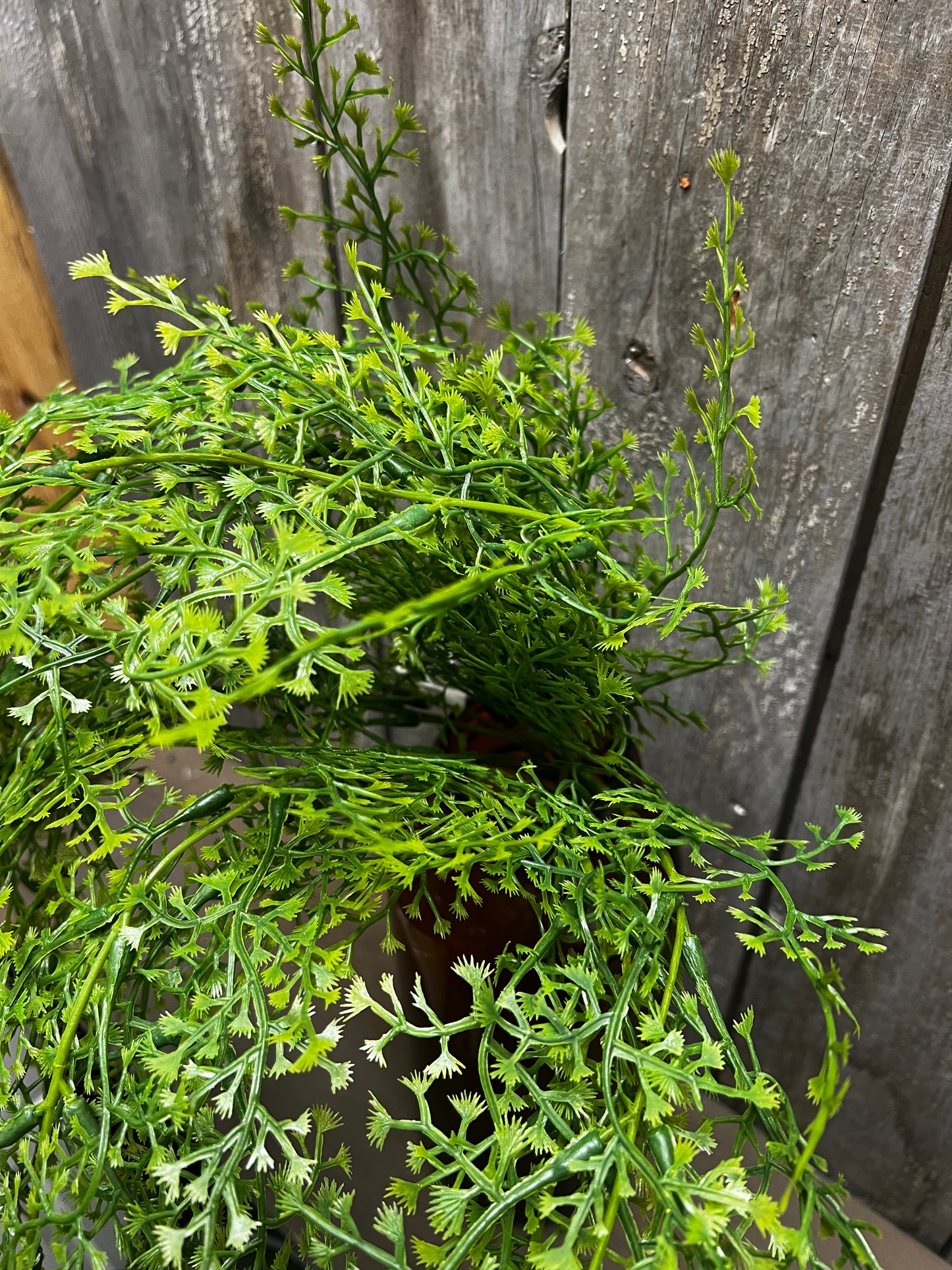 Hanging Bush, 24", MAIDEN FERN