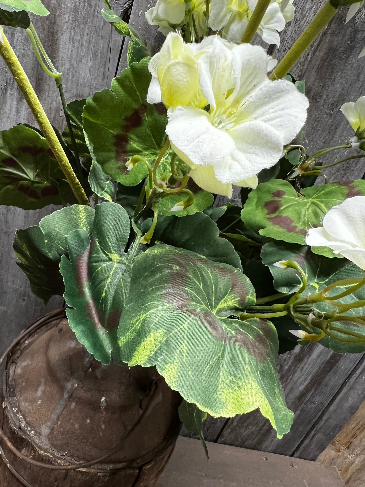 Bush, Geranium, 20", CREAMY WHITE