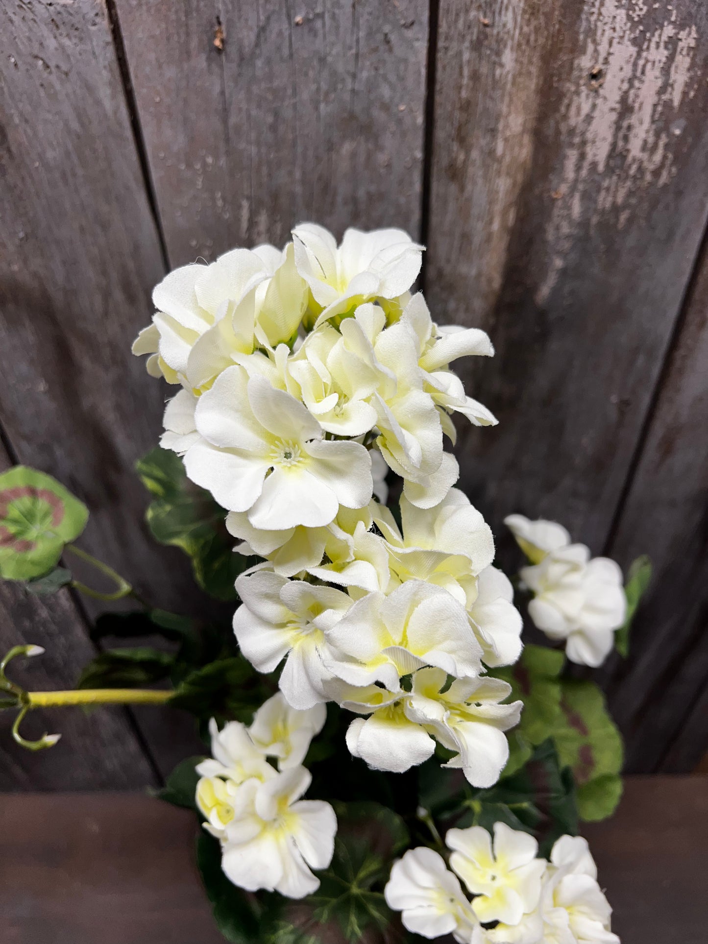 Bush, Geranium, 20", CREAMY WHITE