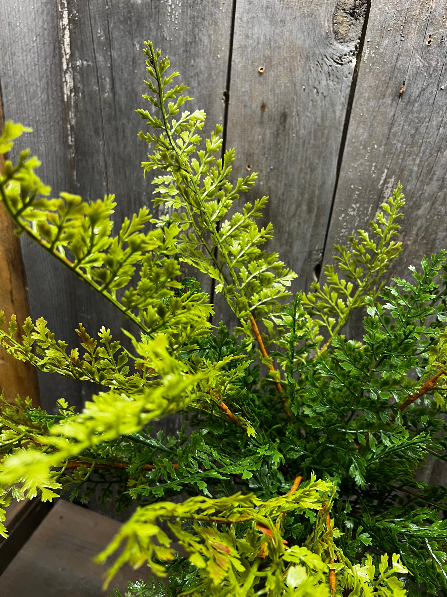 Bush, 26" FERN