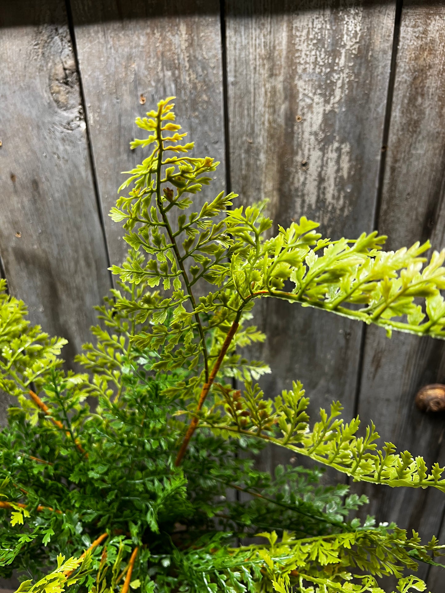 Bush, 26" FERN