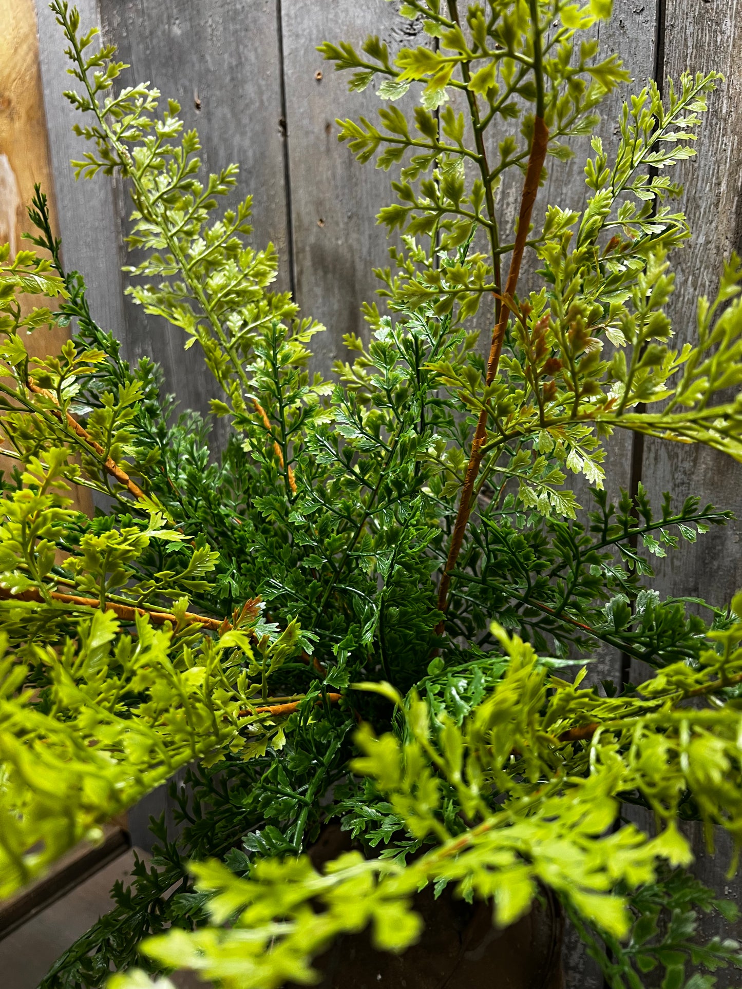 Bush, 26" FERN
