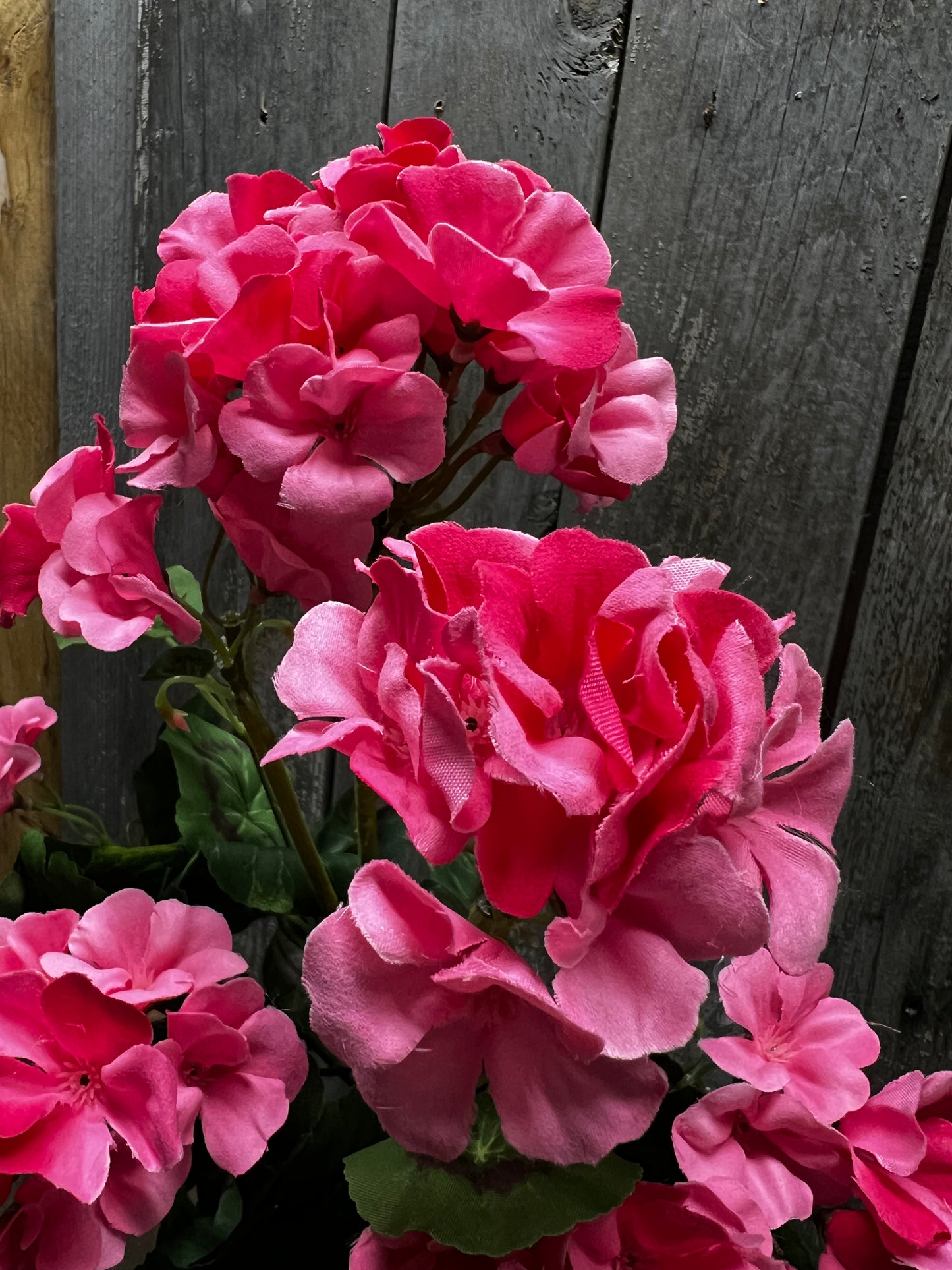 Bush, Geranium, 20", PINK