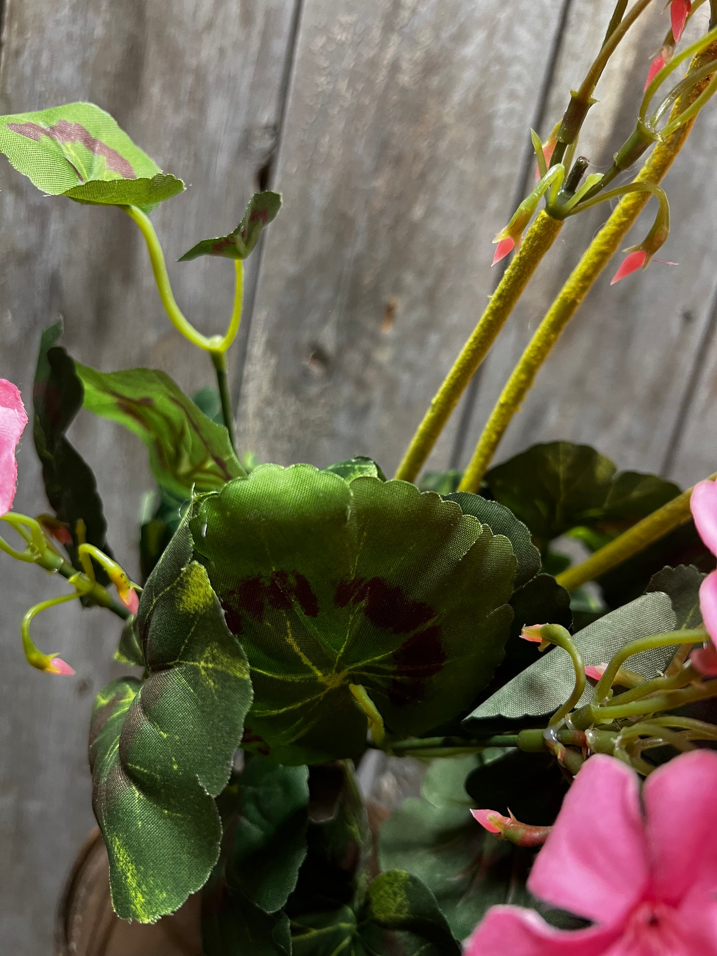 Bush, Geranium, 20", PINK