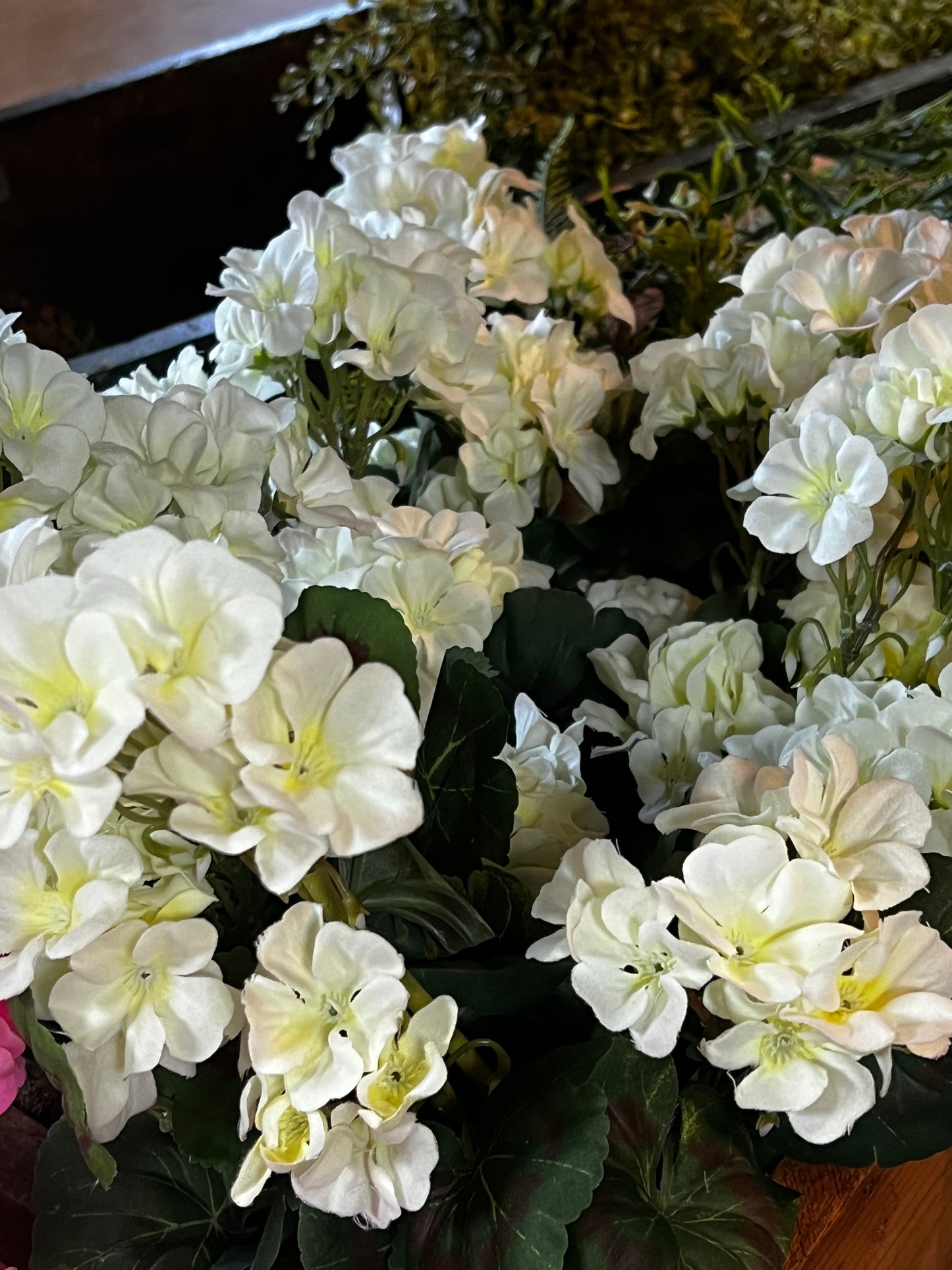 Bush, Geranium, 20", CREAMY WHITE