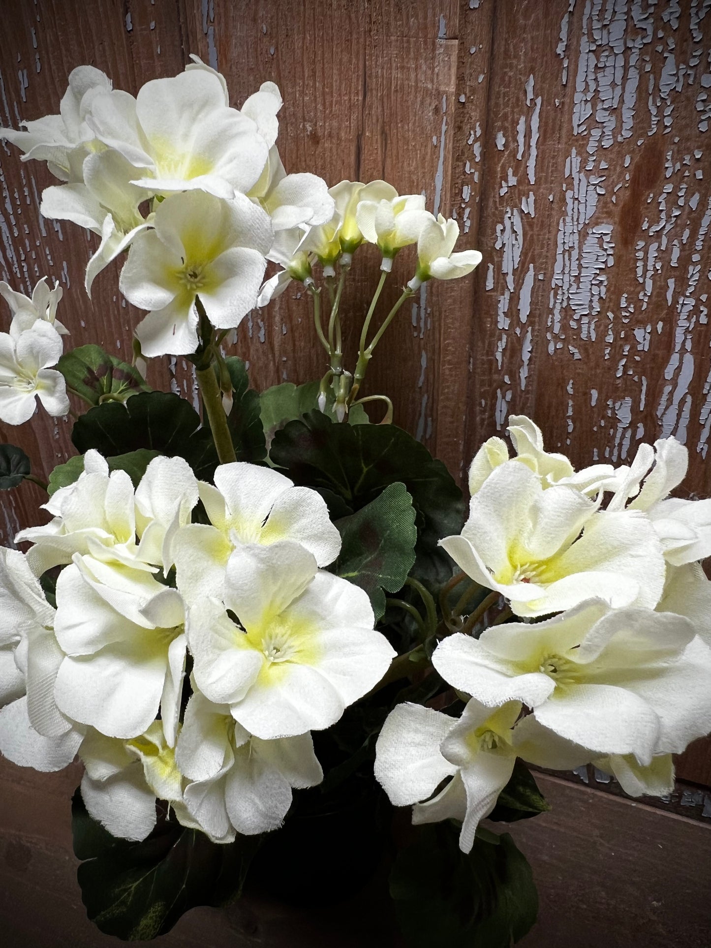 Geranium Bush, Potted, CREAMY WHITE