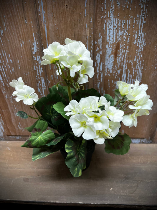 Geranium Bush, Potted, CREAMY WHITE