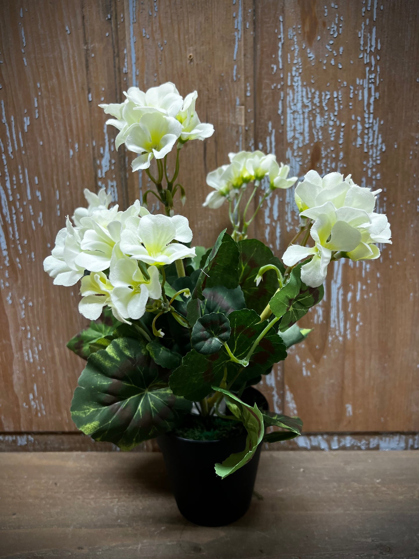 Geranium Bush, Potted, CREAMY WHITE