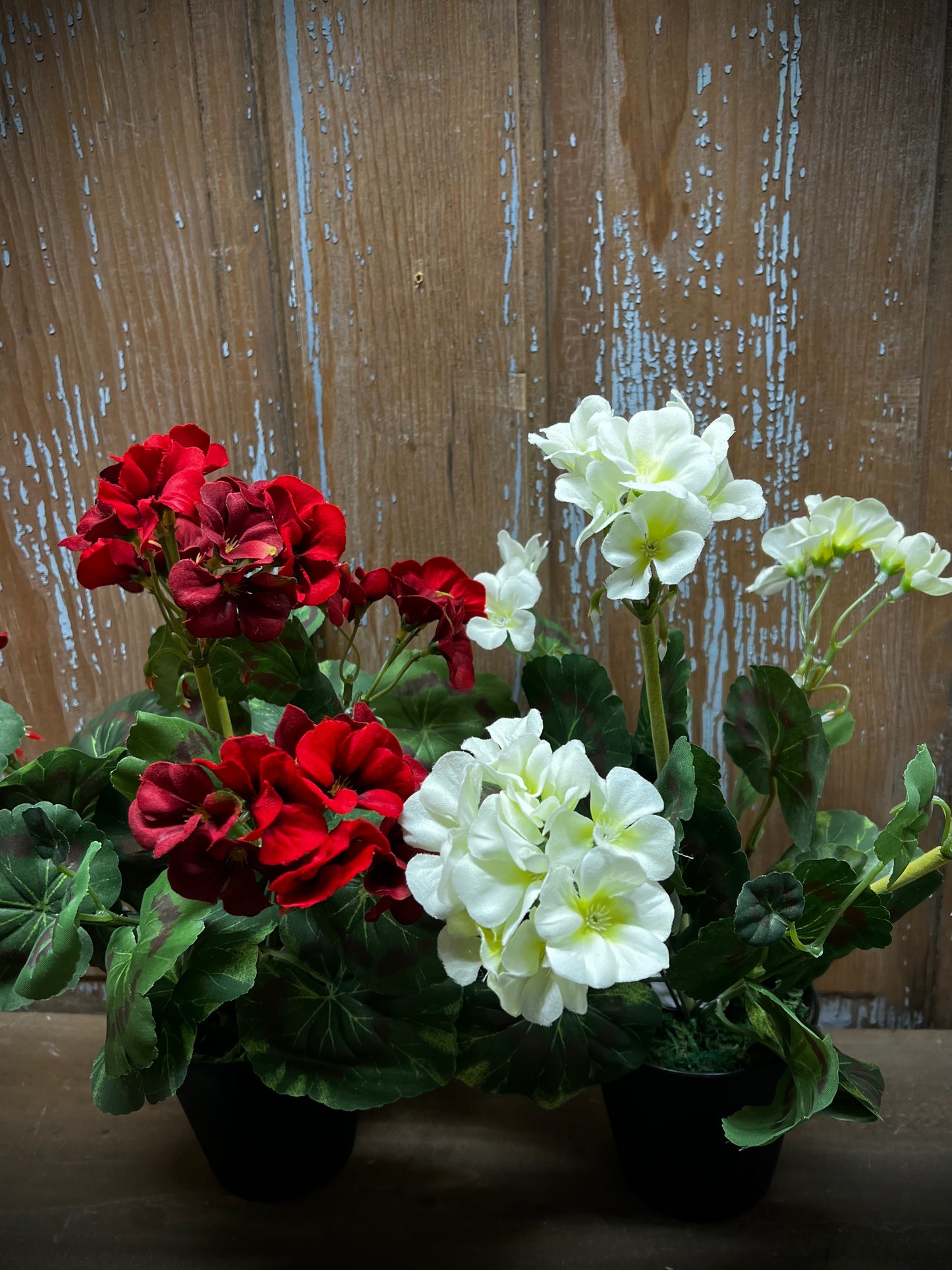 Geranium Bush, Potted, CREAMY WHITE