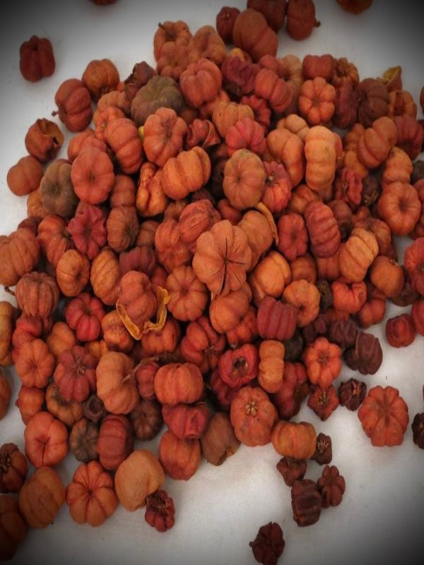 Putka Pods, PUMPKIN, 4.5 ounce