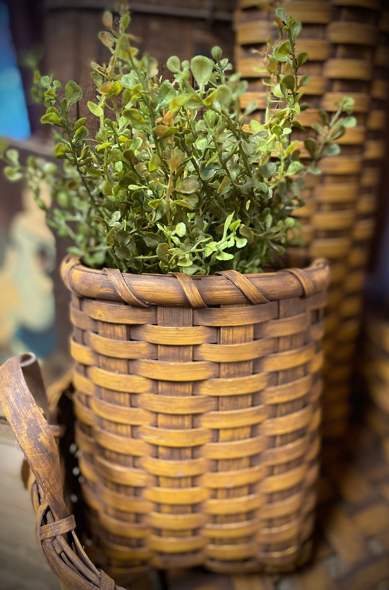 Bush, 14”, Baby's Grass, NEW GREEN