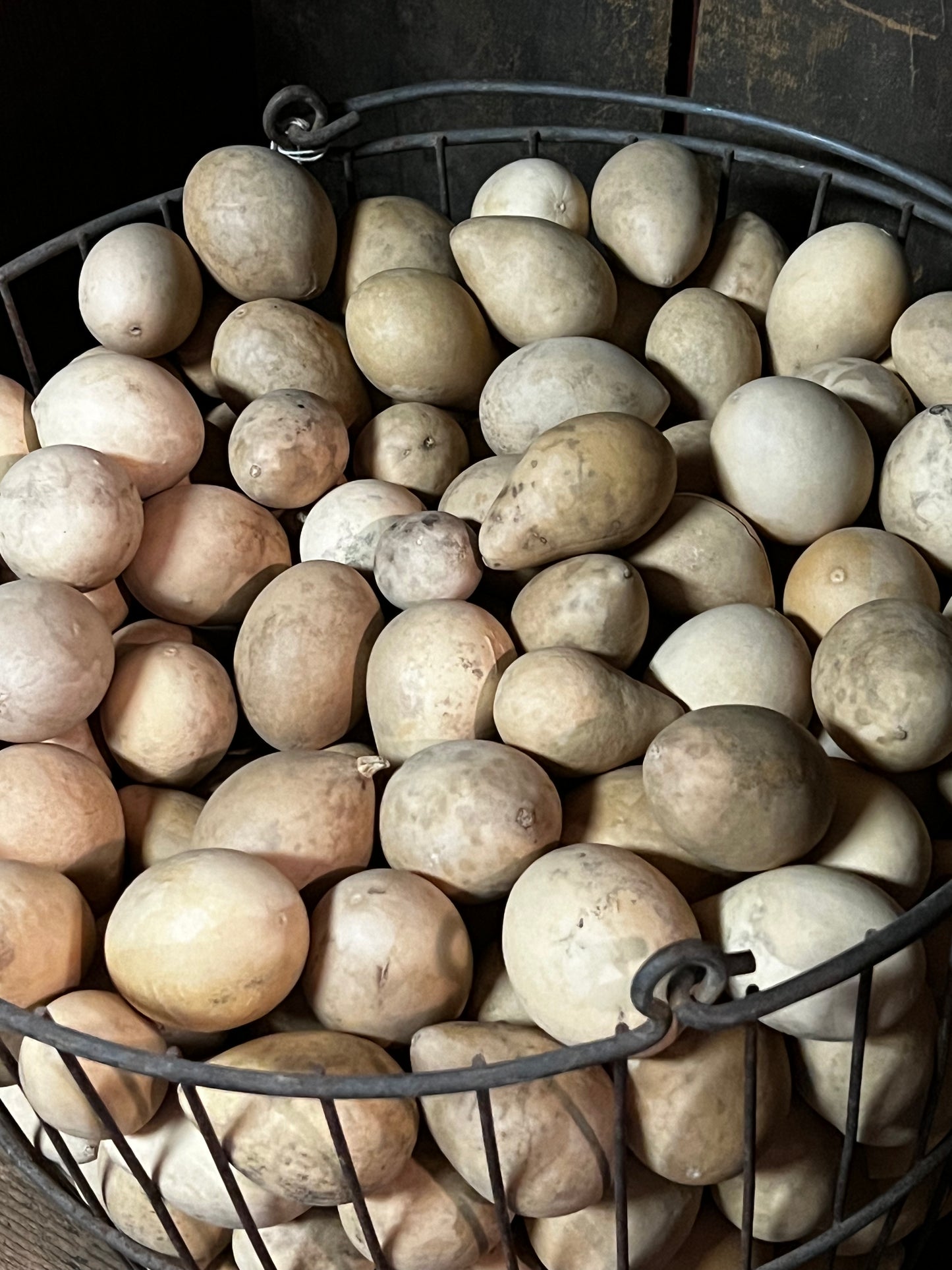 Gourd, Assorted, EGG