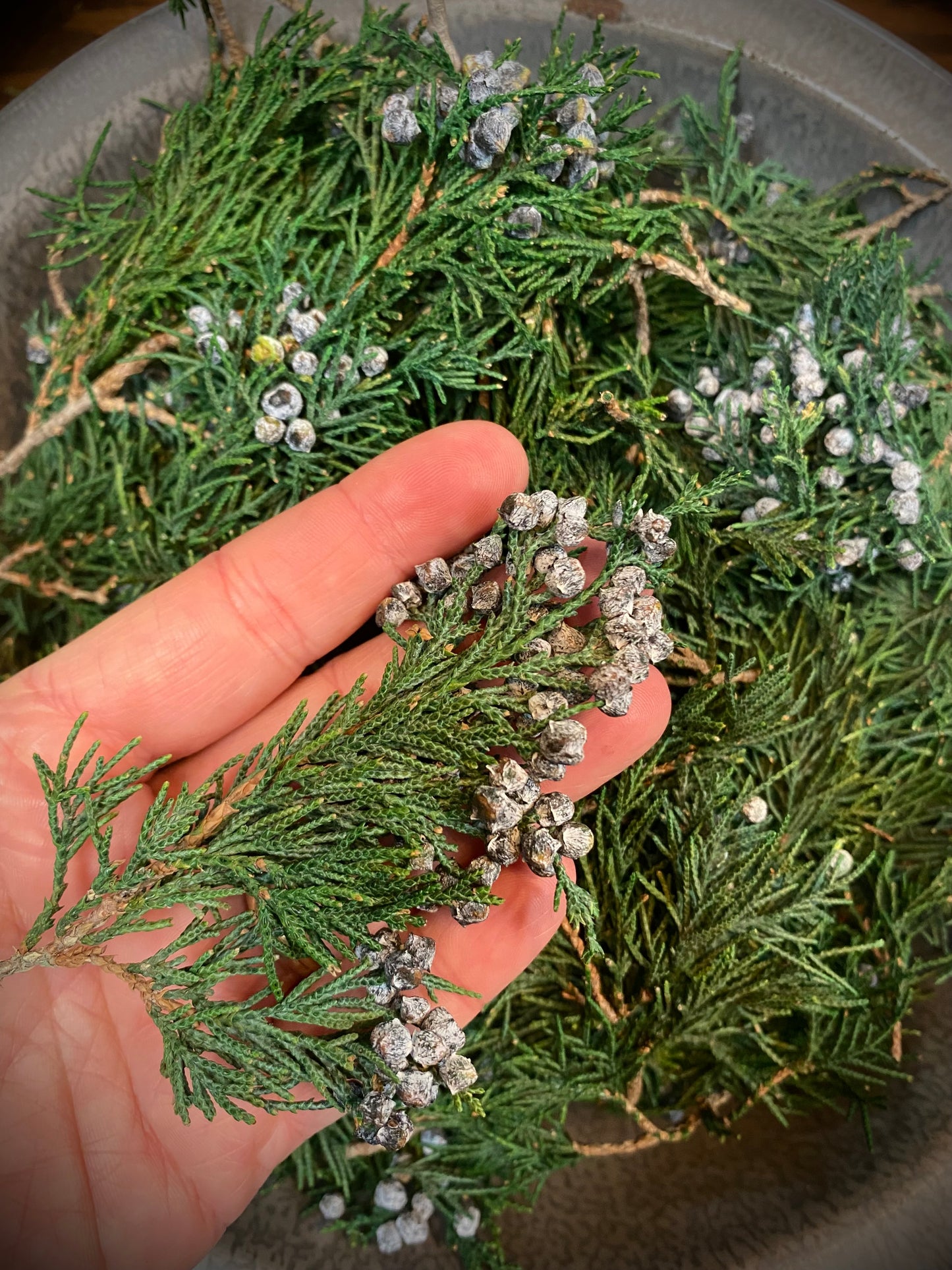 Rocky Mountain Juniper, Preserved, 1/2 lbs.