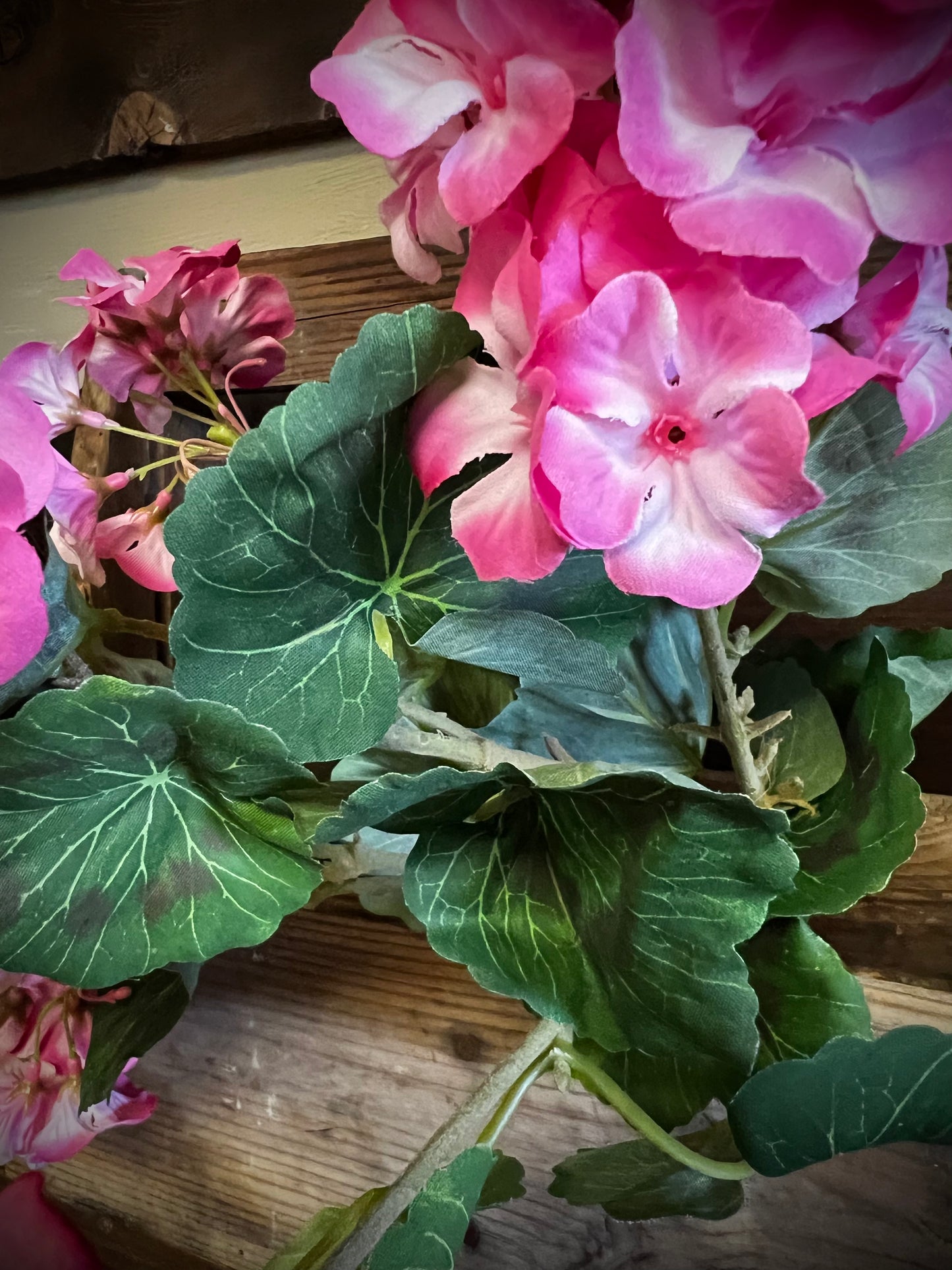 Geranium Bush, LIGHT PINK
