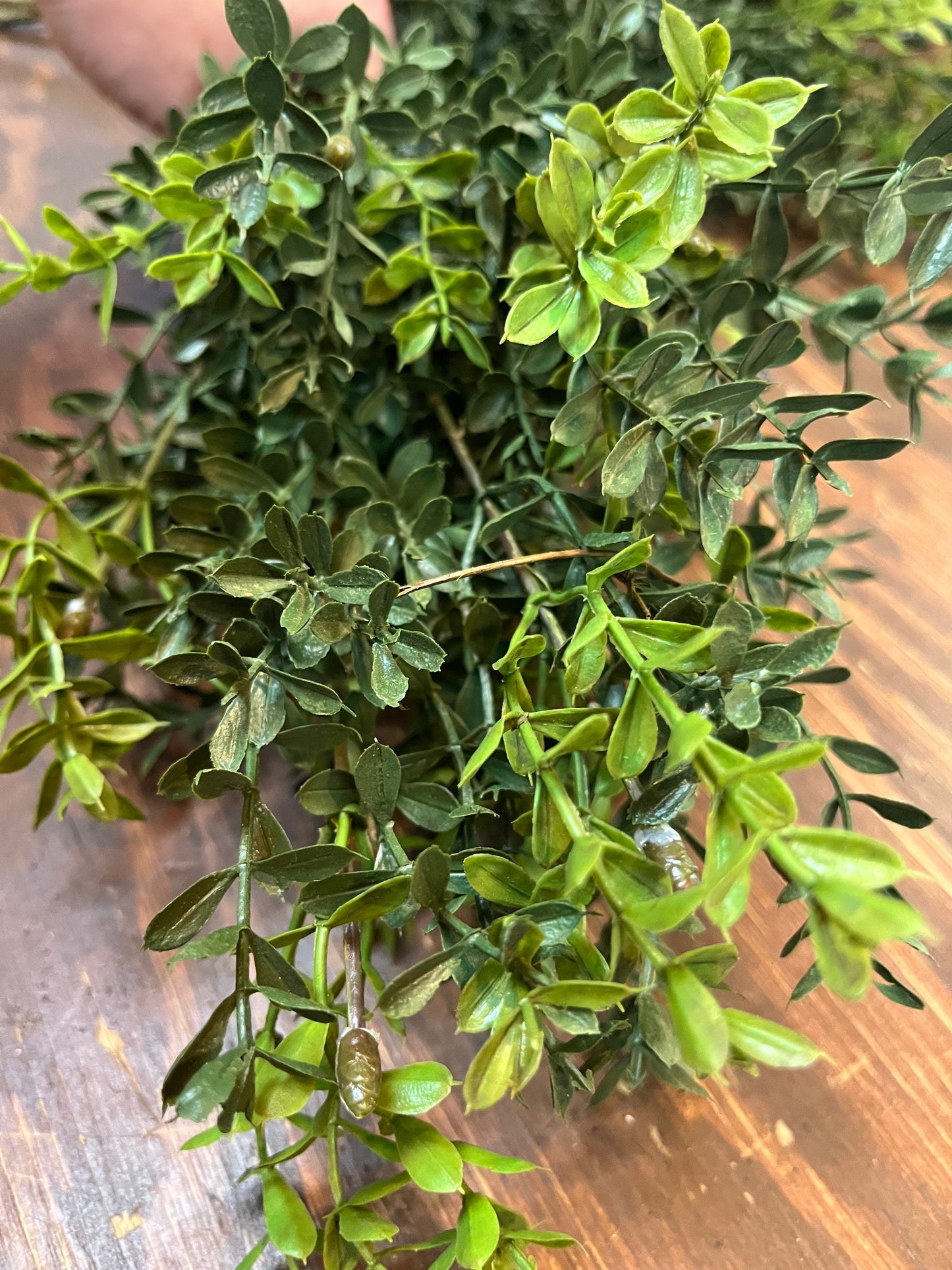 Hanging Bush, 32.5", NEW ENGLAND BOXWOOD