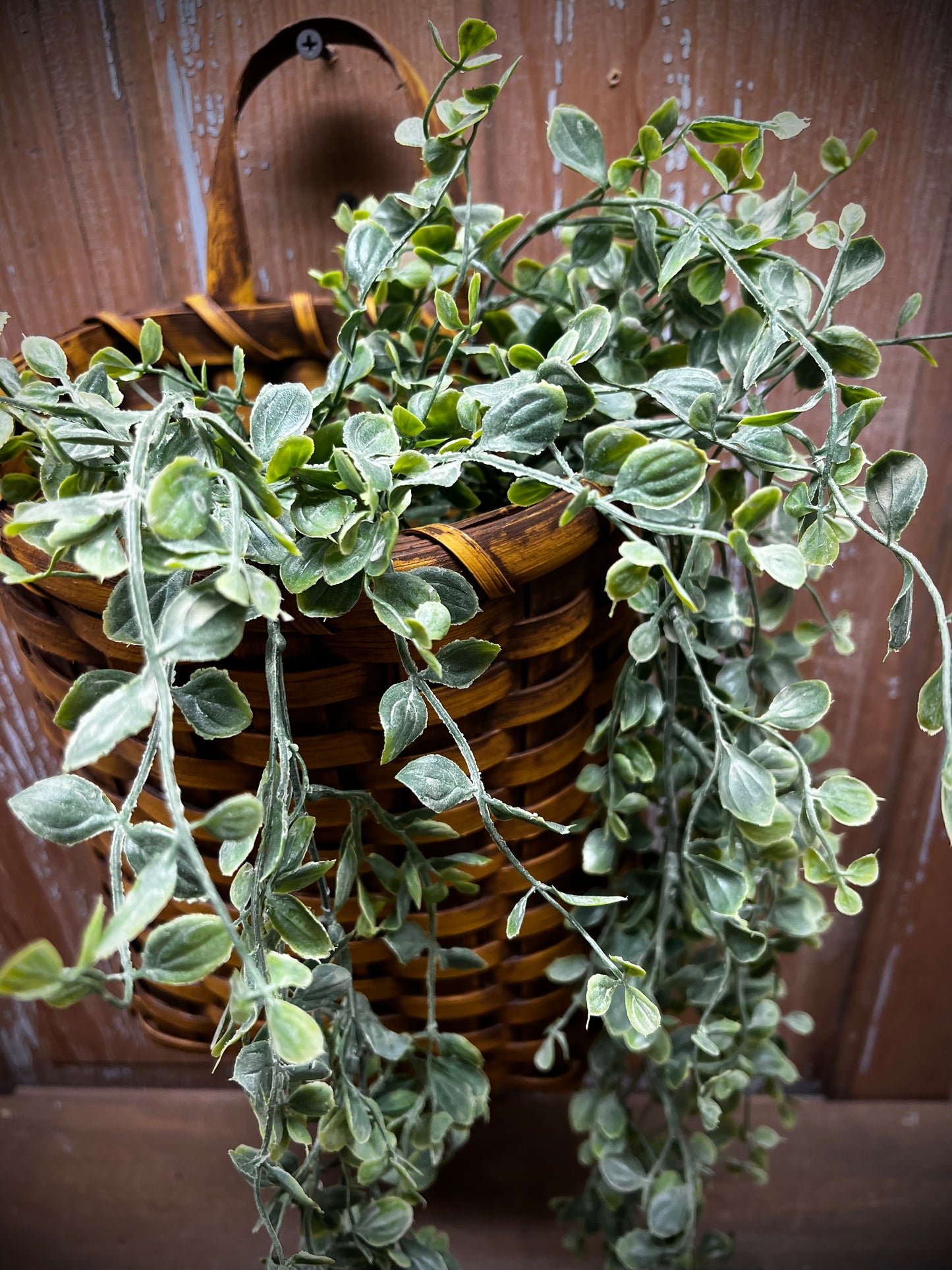 Hanging Bush, 34", SERAPH VINE