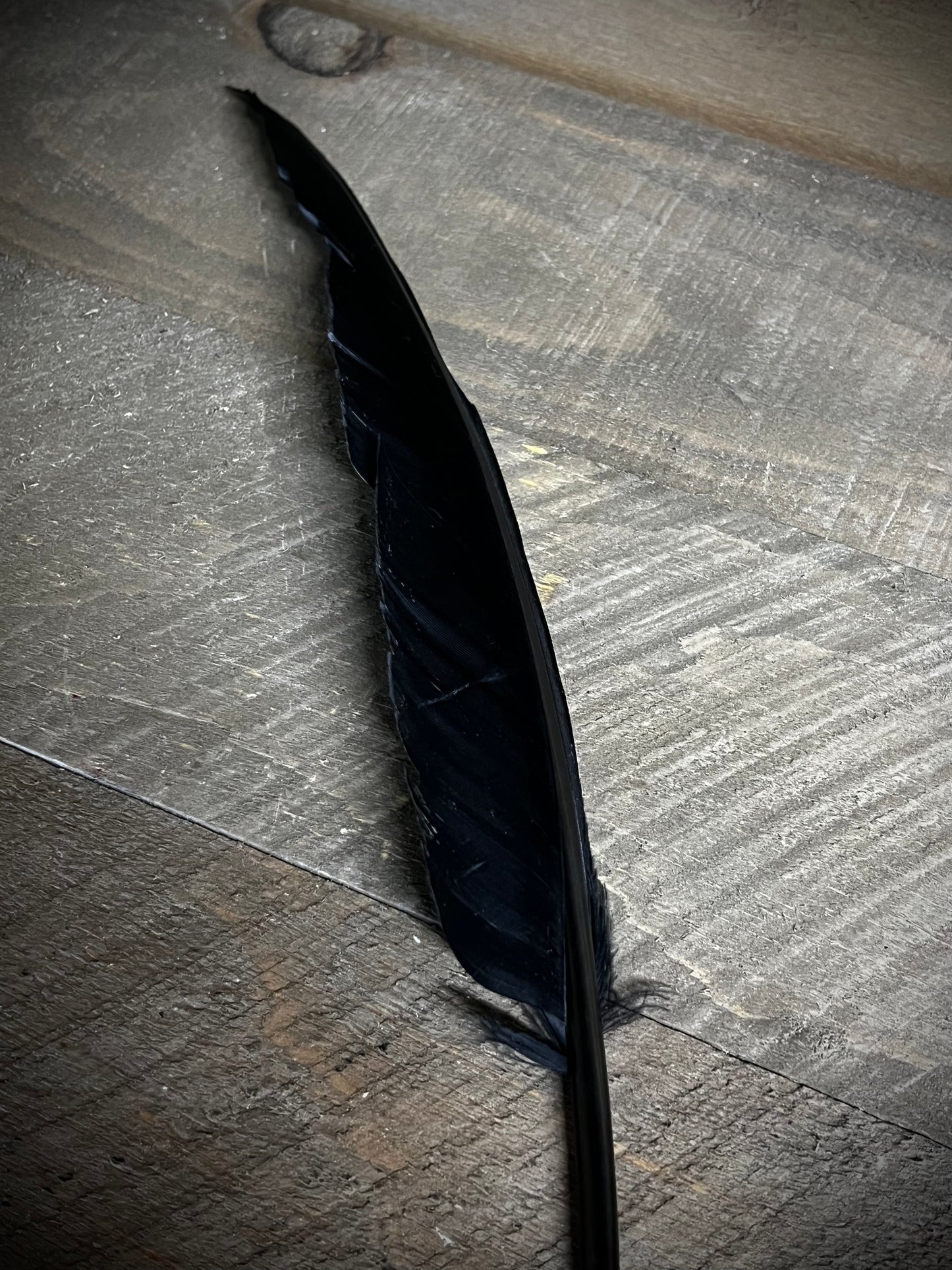 Goose Quill Feather, 12", BLACK