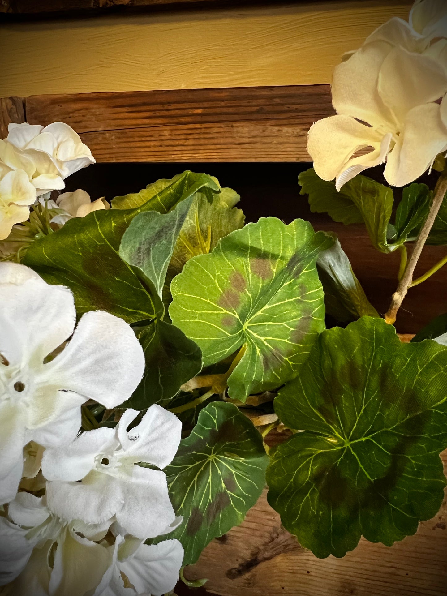 Geranium Bush, WHITE