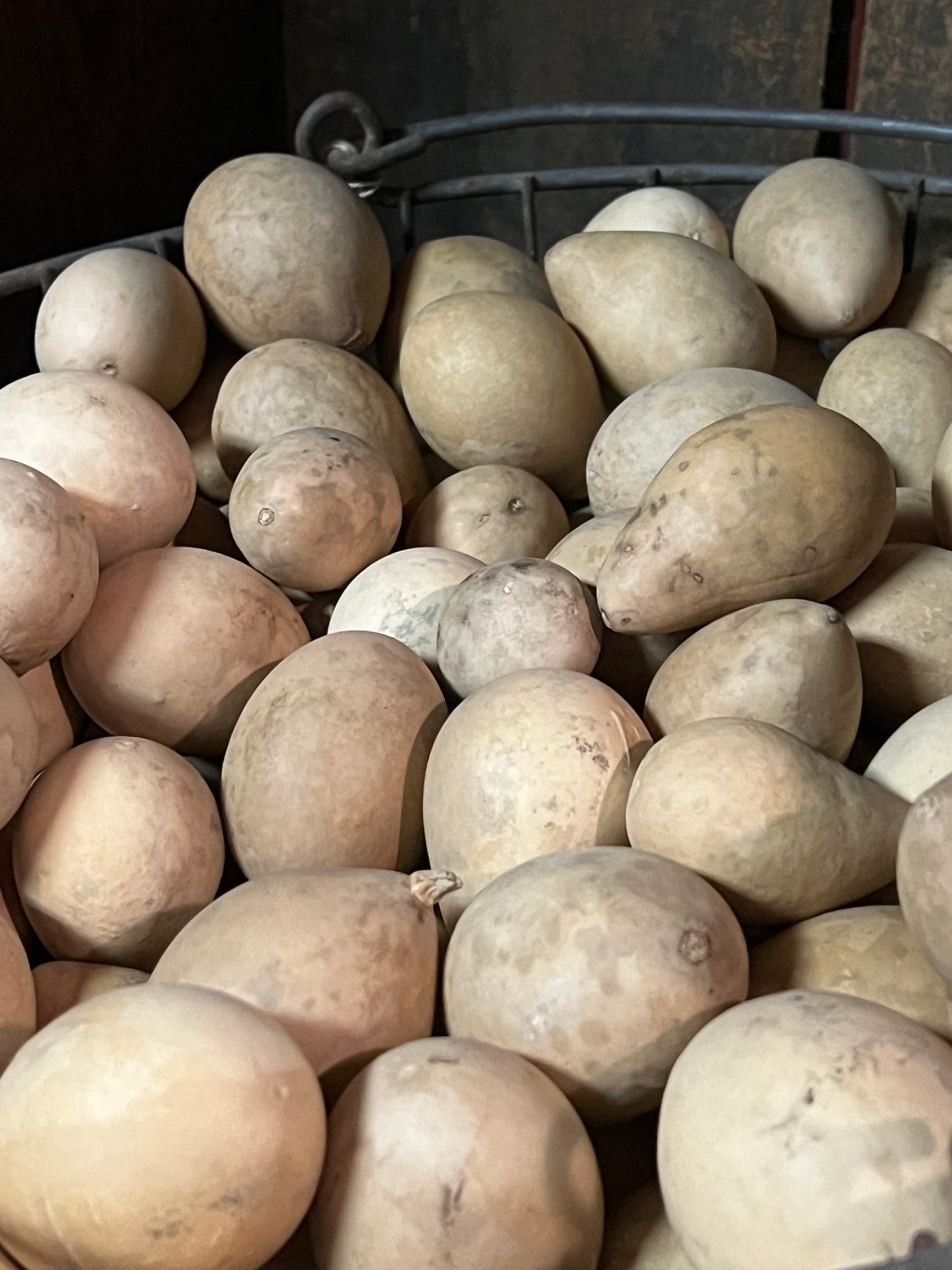 Gourd, Assorted, EGG