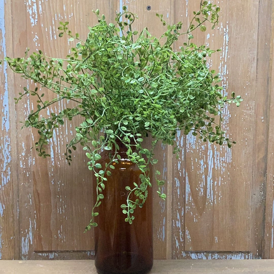 Bush, 24”, TANGLEWOOD