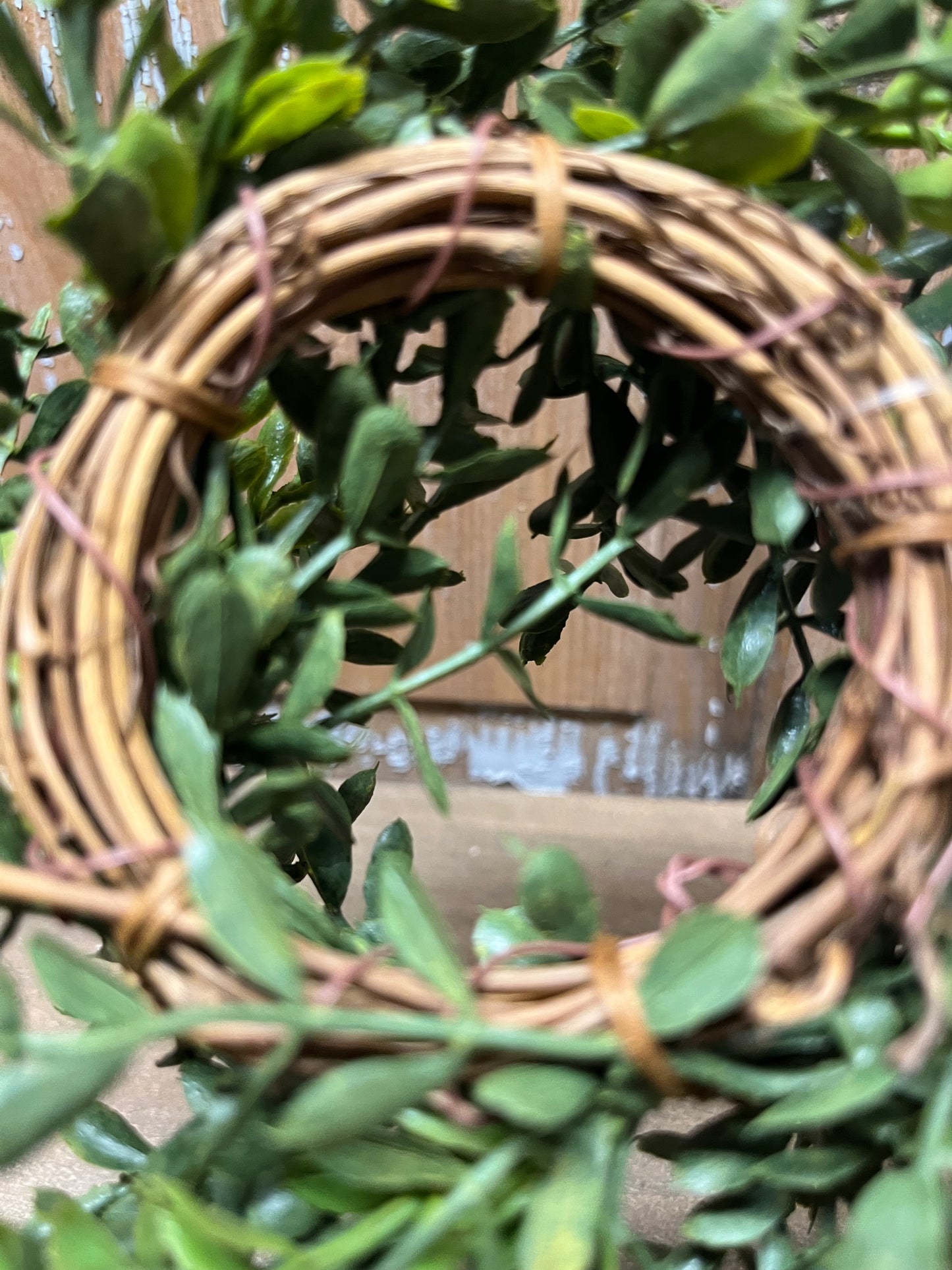 Candle Ring, 2", NEW ENGLAND BOXWOOD
