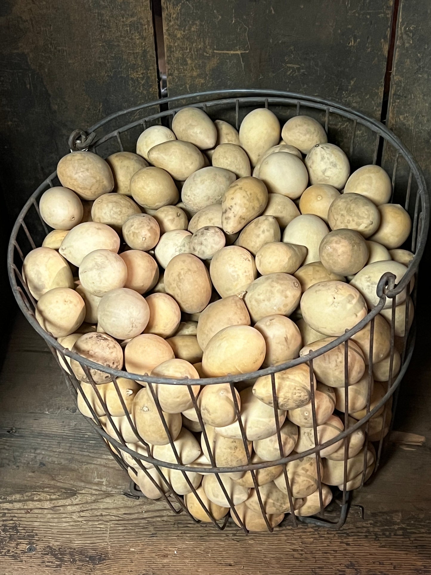 Gourd, Assorted, EGG