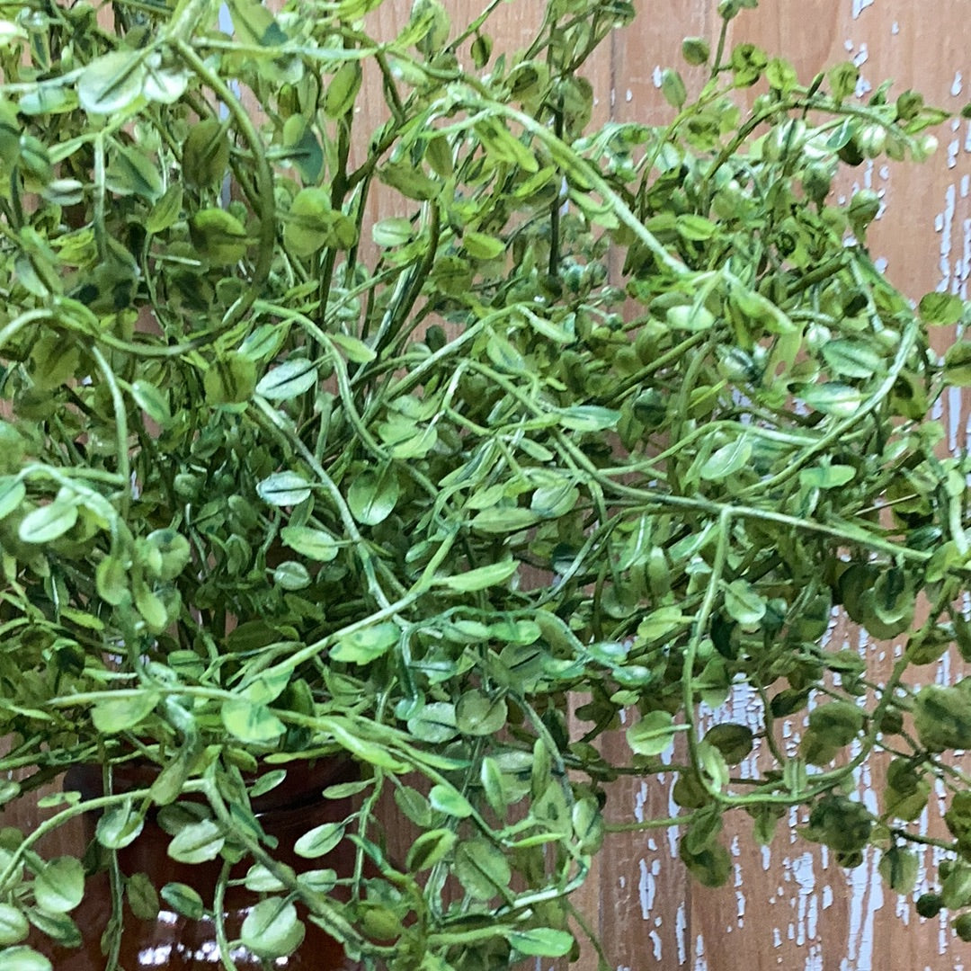 Bush, 24”, TANGLEWOOD