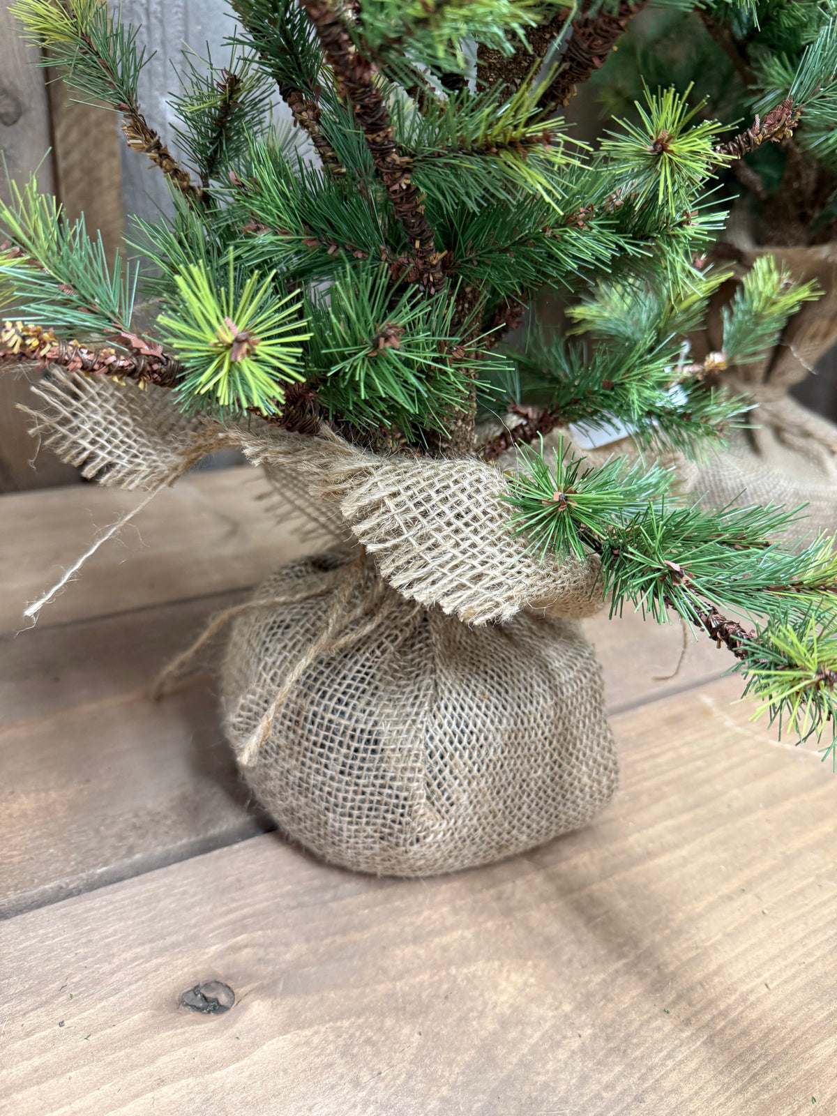 Tree, VERY SLIM TETON PINE