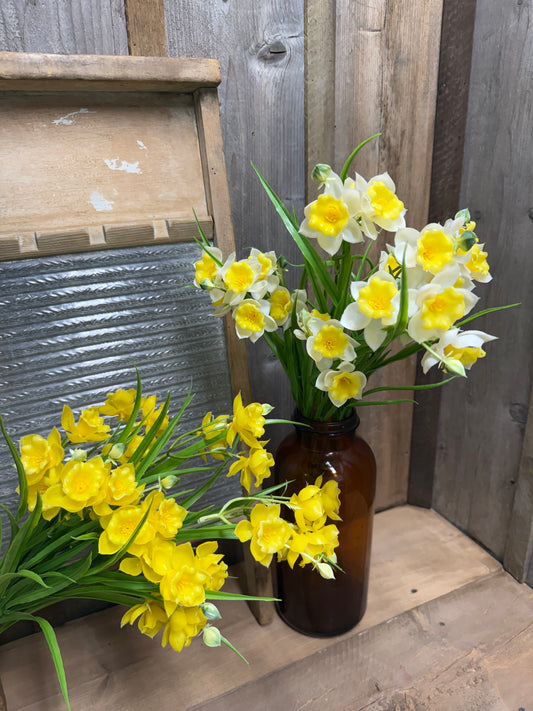 Bush, 20", Jonquils, YELLOW or WHITE/YELLOW