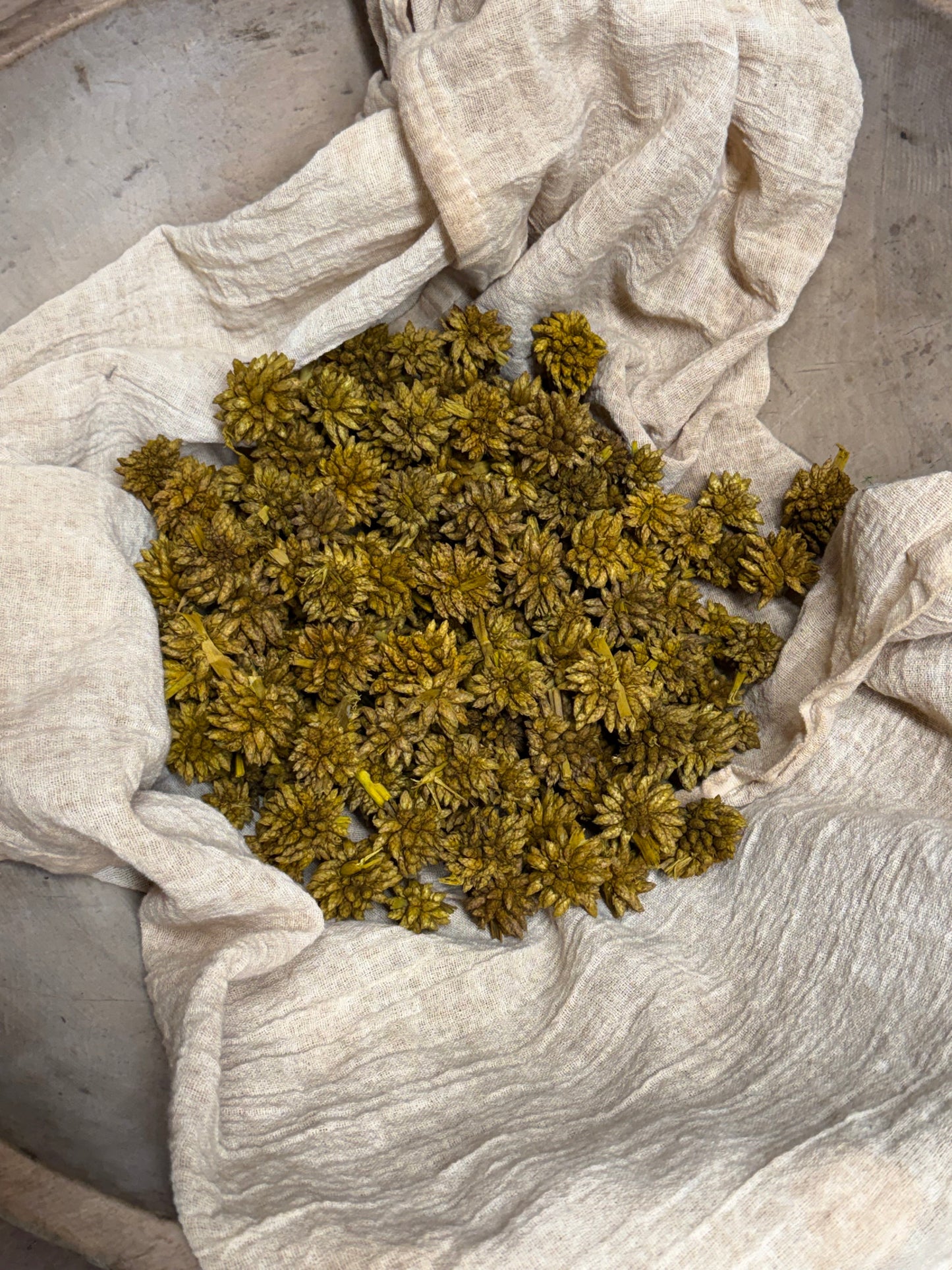 STAR FLOWER, 4 Ounce, Assorted
