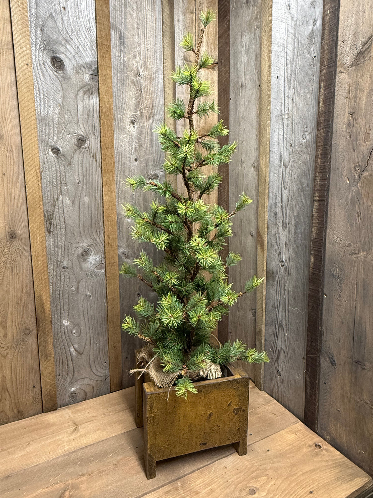 Tree, VERY SLIM TETON PINE