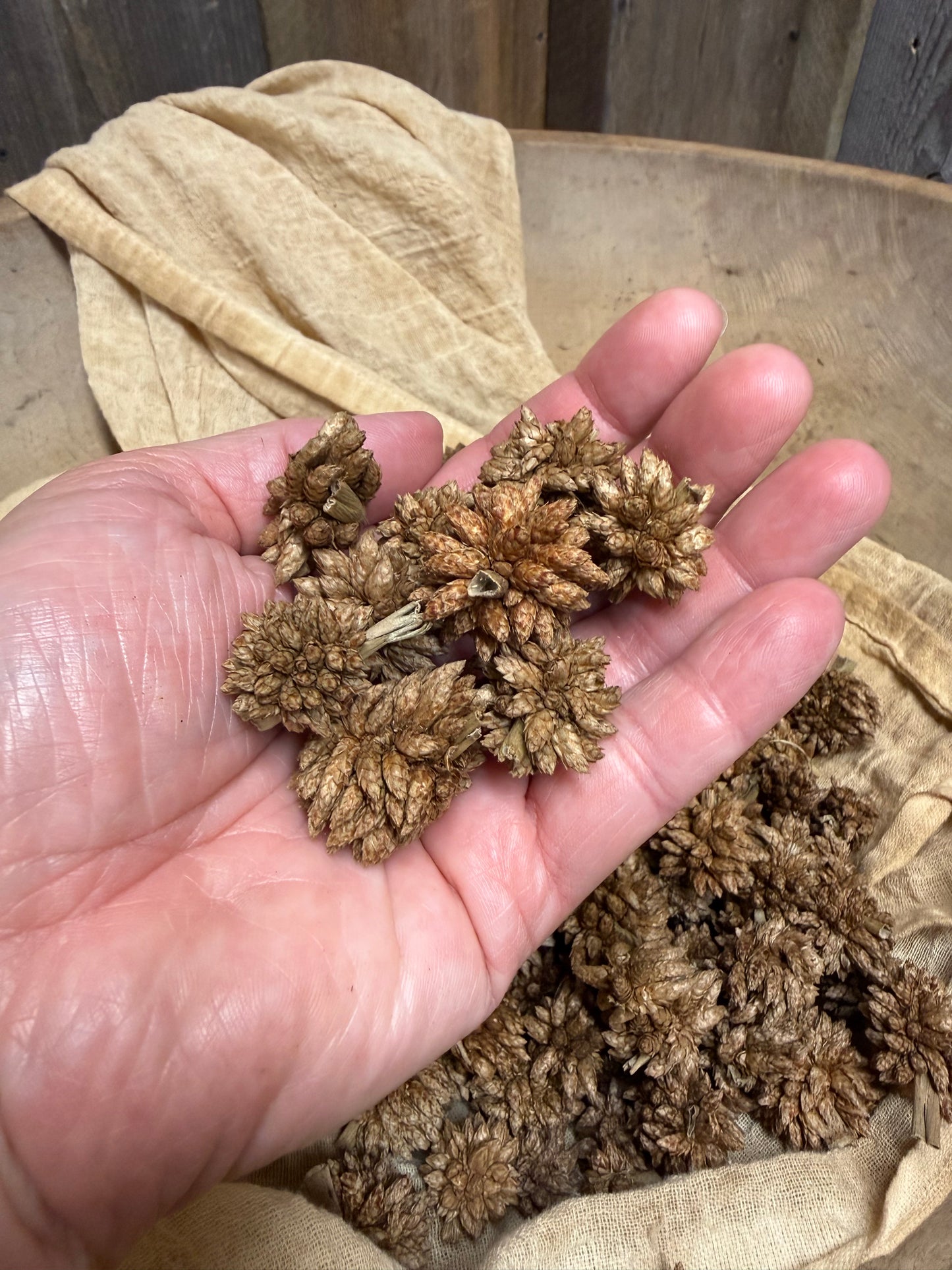 STAR FLOWER, 4 Ounce, Assorted