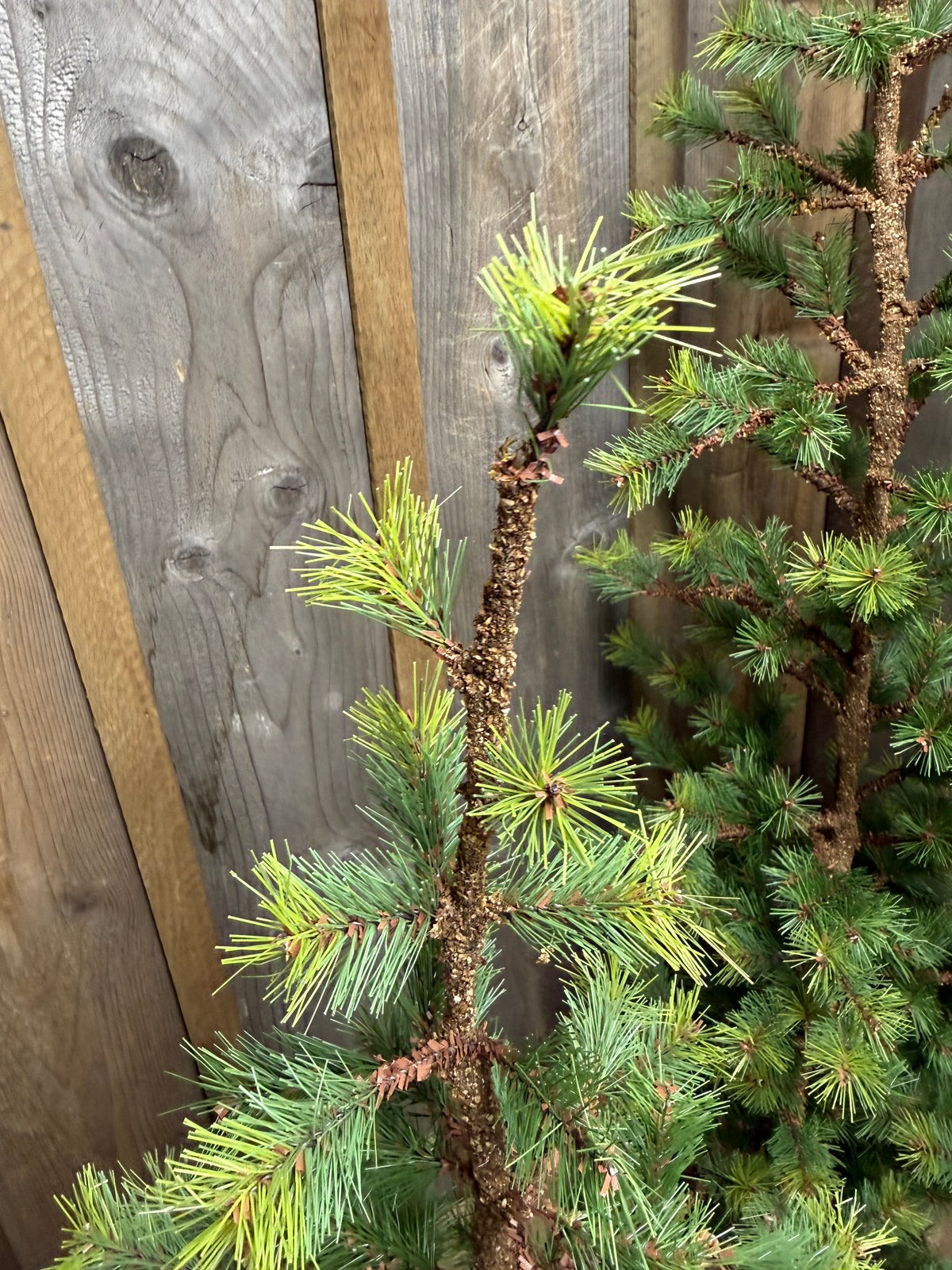 Tree, VERY SLIM TETON PINE