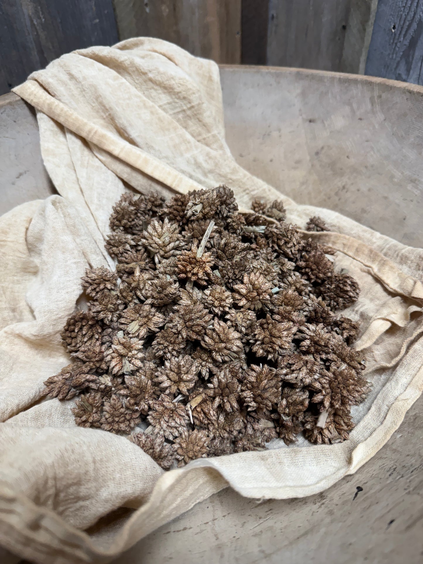 STAR FLOWER, 4 Ounce, Assorted