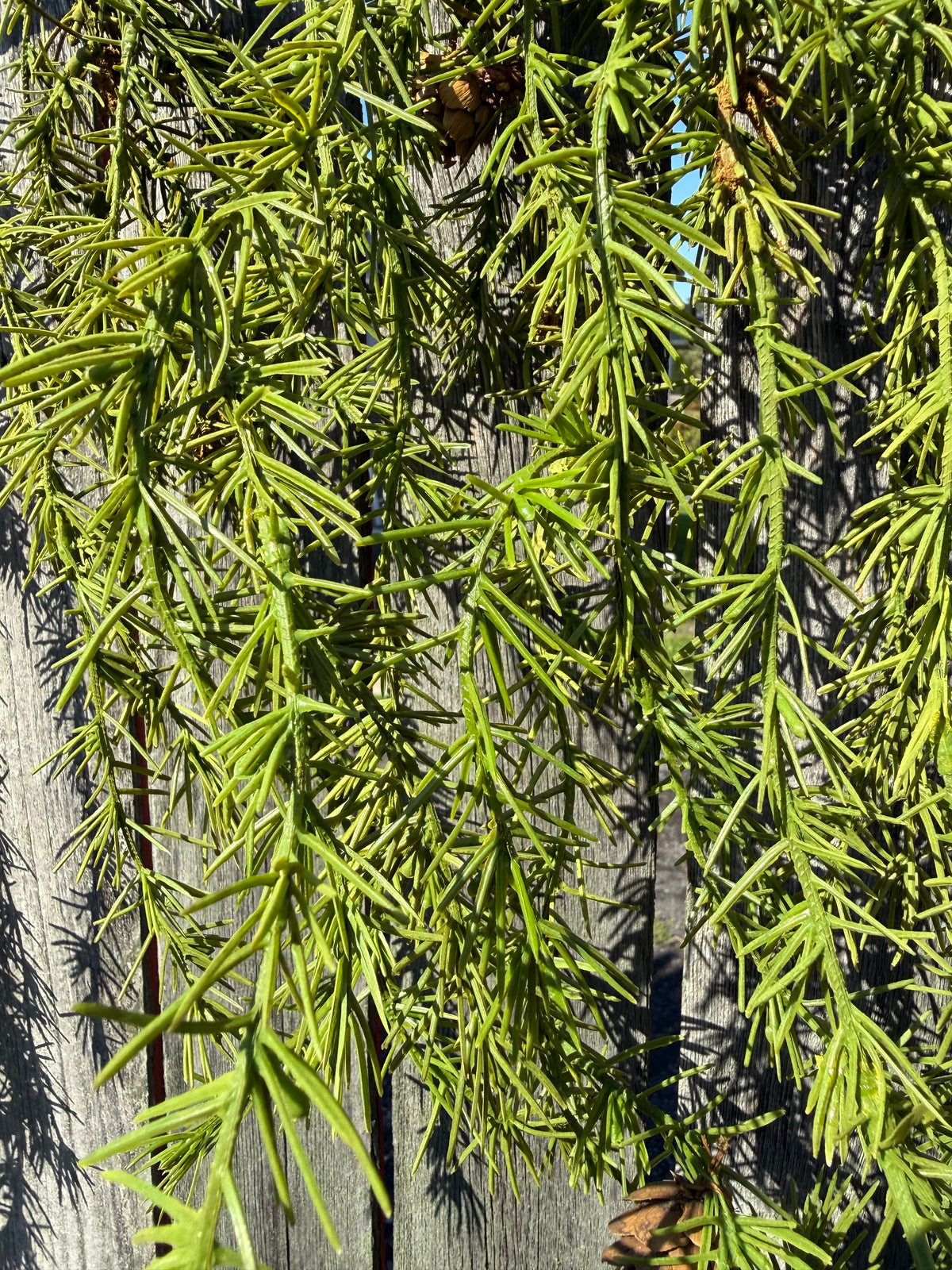 Mantle Garland, 62", MOUNTAIN PINE ICICLE