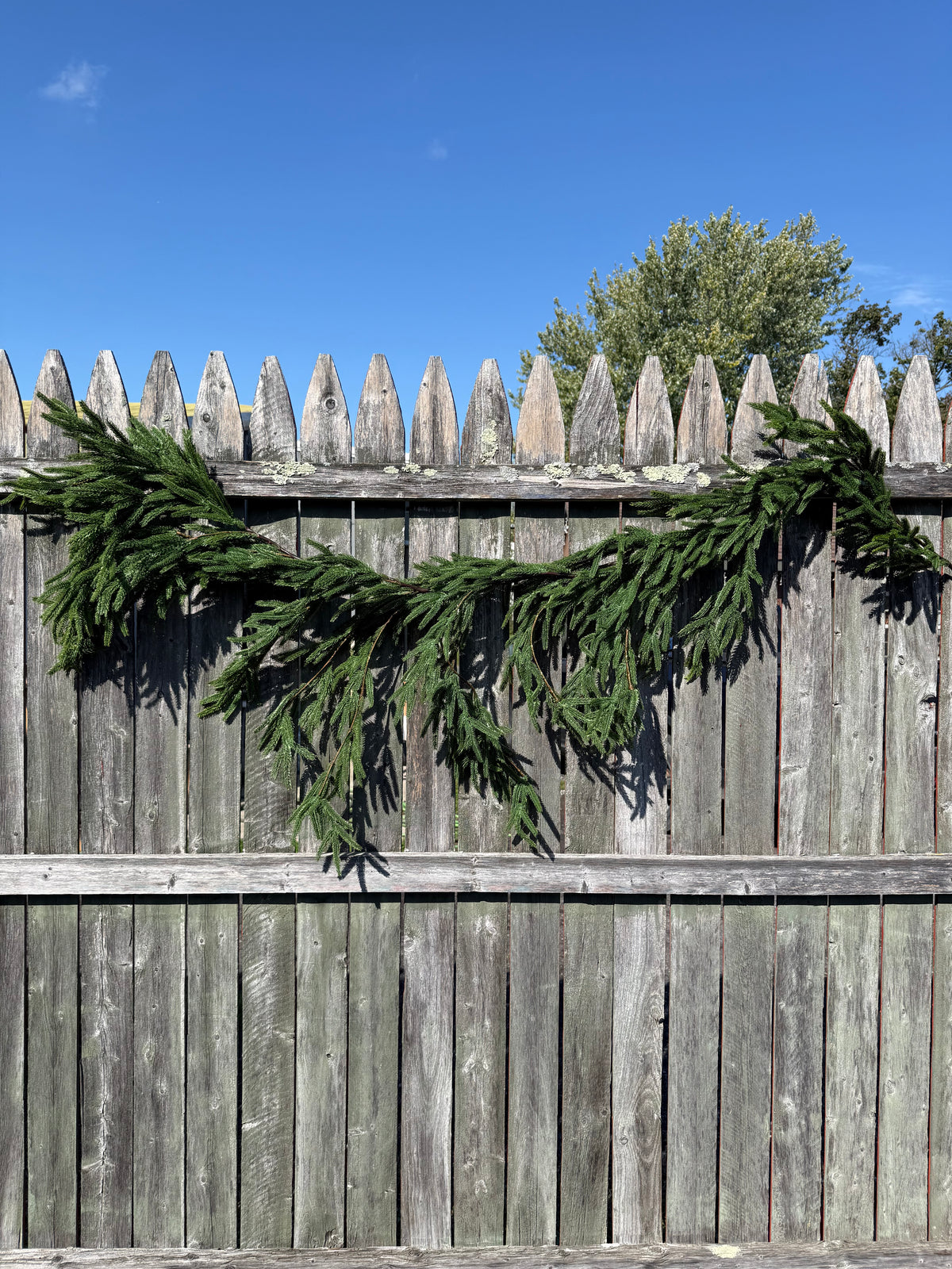 Draping Garland, 6', NORFOLK ISLAND PINE
