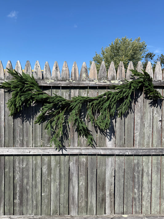 Draping Garland, 6', NORFOLK ISLAND PINE