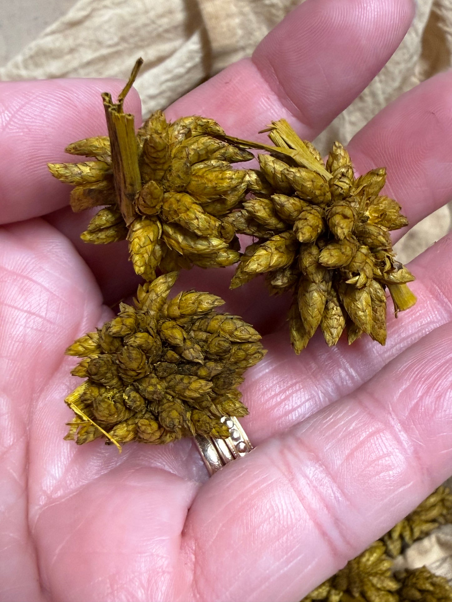 STAR FLOWER, 4 Ounce, Assorted