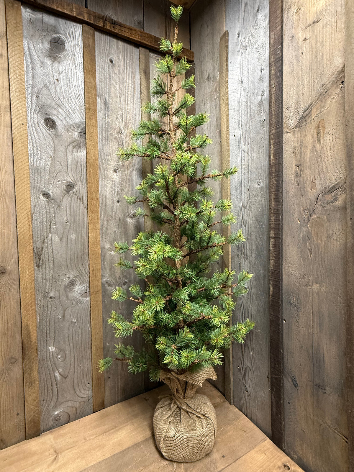 Tree, VERY SLIM TETON PINE