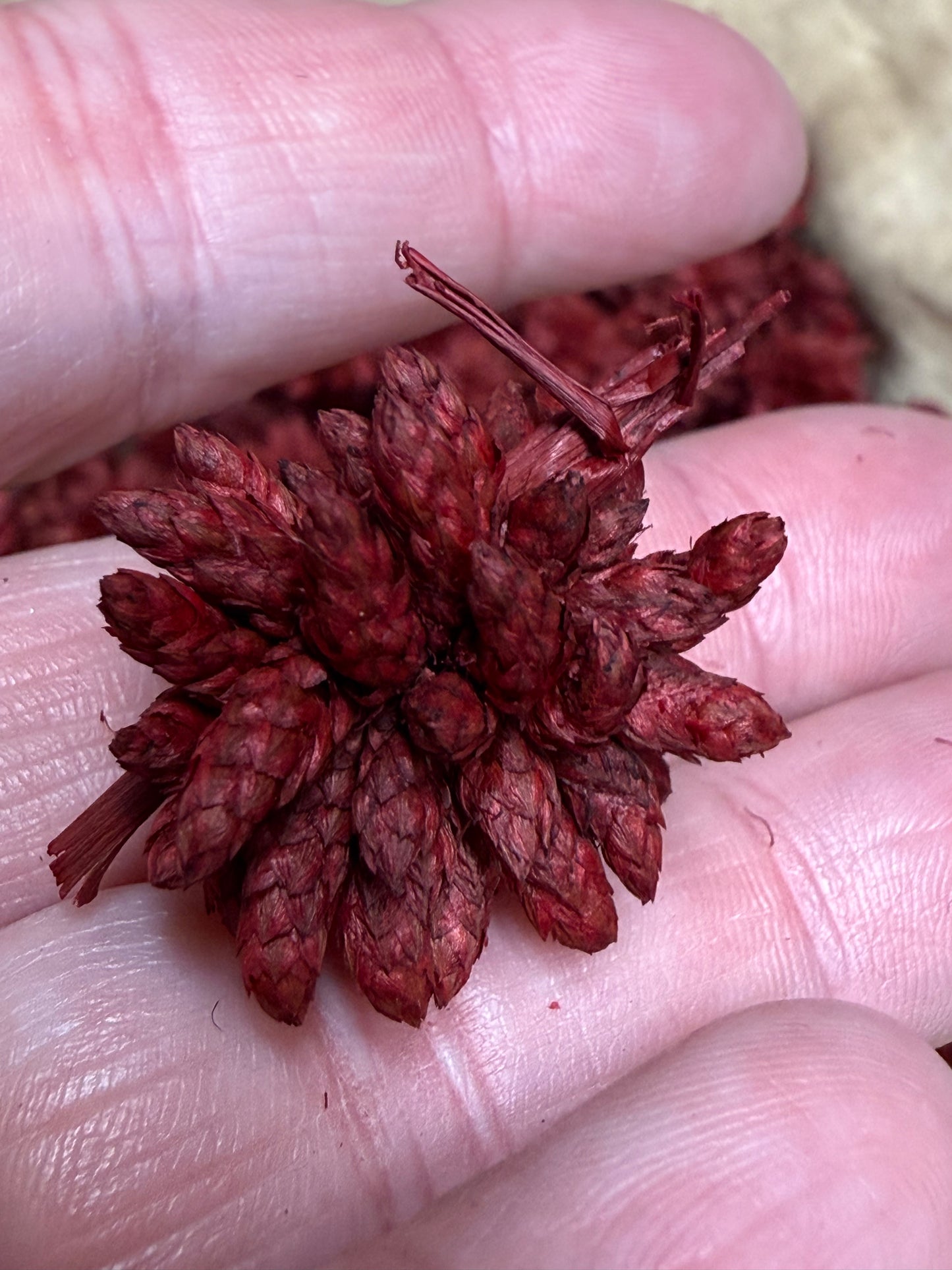 STAR FLOWER, 4 Ounce, Assorted