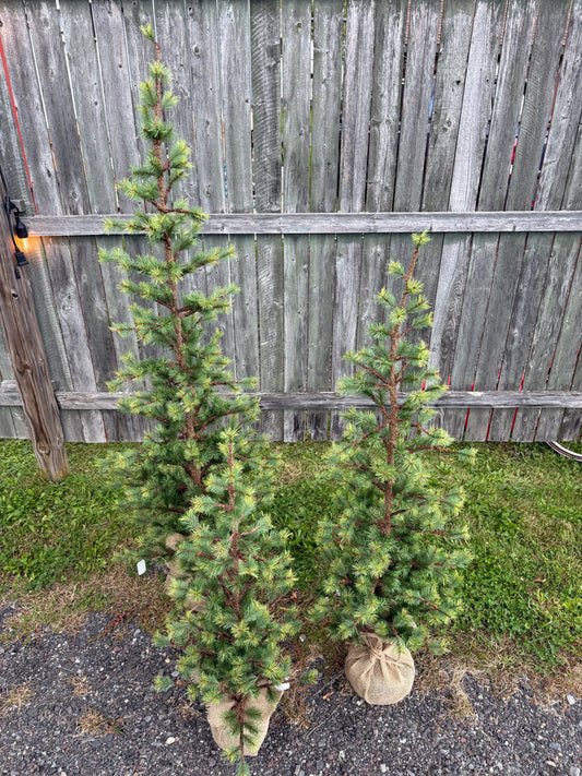 Tree, VERY SLIM TETON PINE